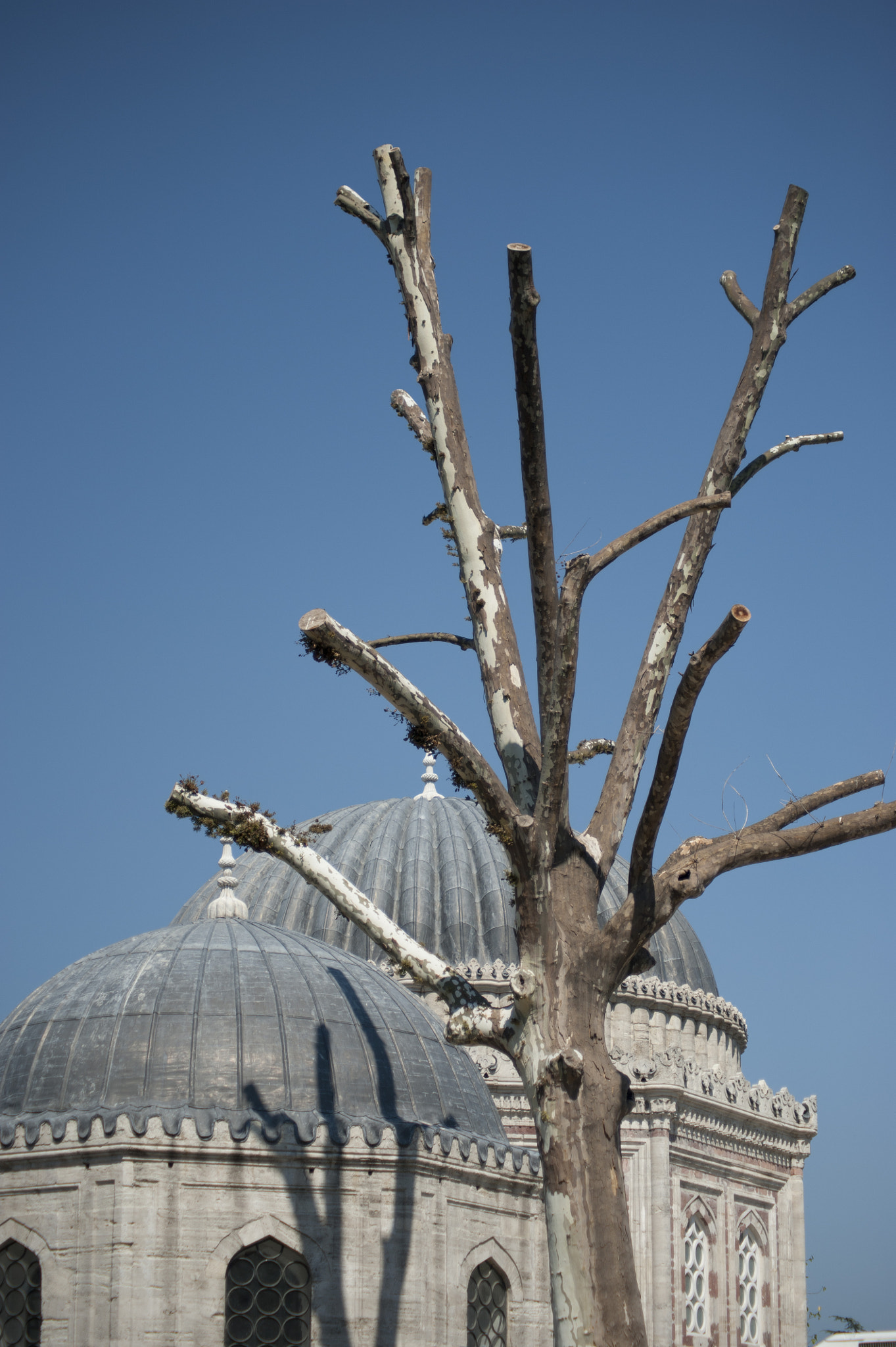Nikon D700 sample photo. Tree photography