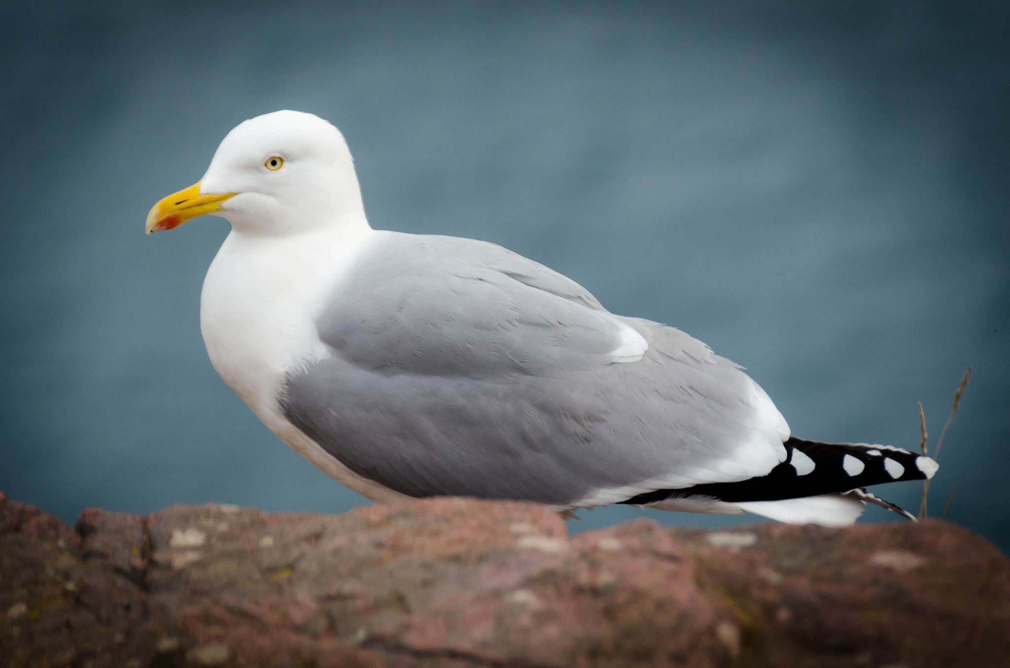 Nikon D5100 sample photo. Breizh seagull photography