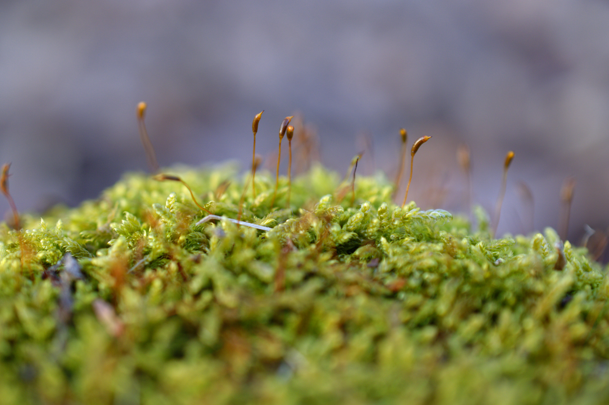 Nikon AF-S DX Micro Nikkor 40mm F2.8 sample photo. Moss macro photography