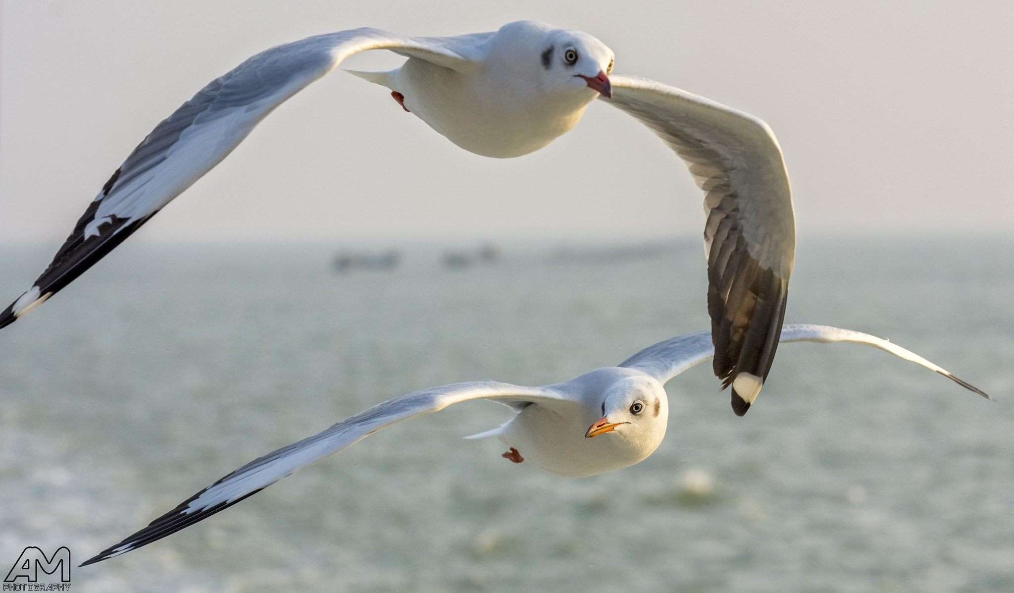 Nikon AF-S Nikkor 70-200mm F2.8G ED VR II sample photo. Let us fly again photography
