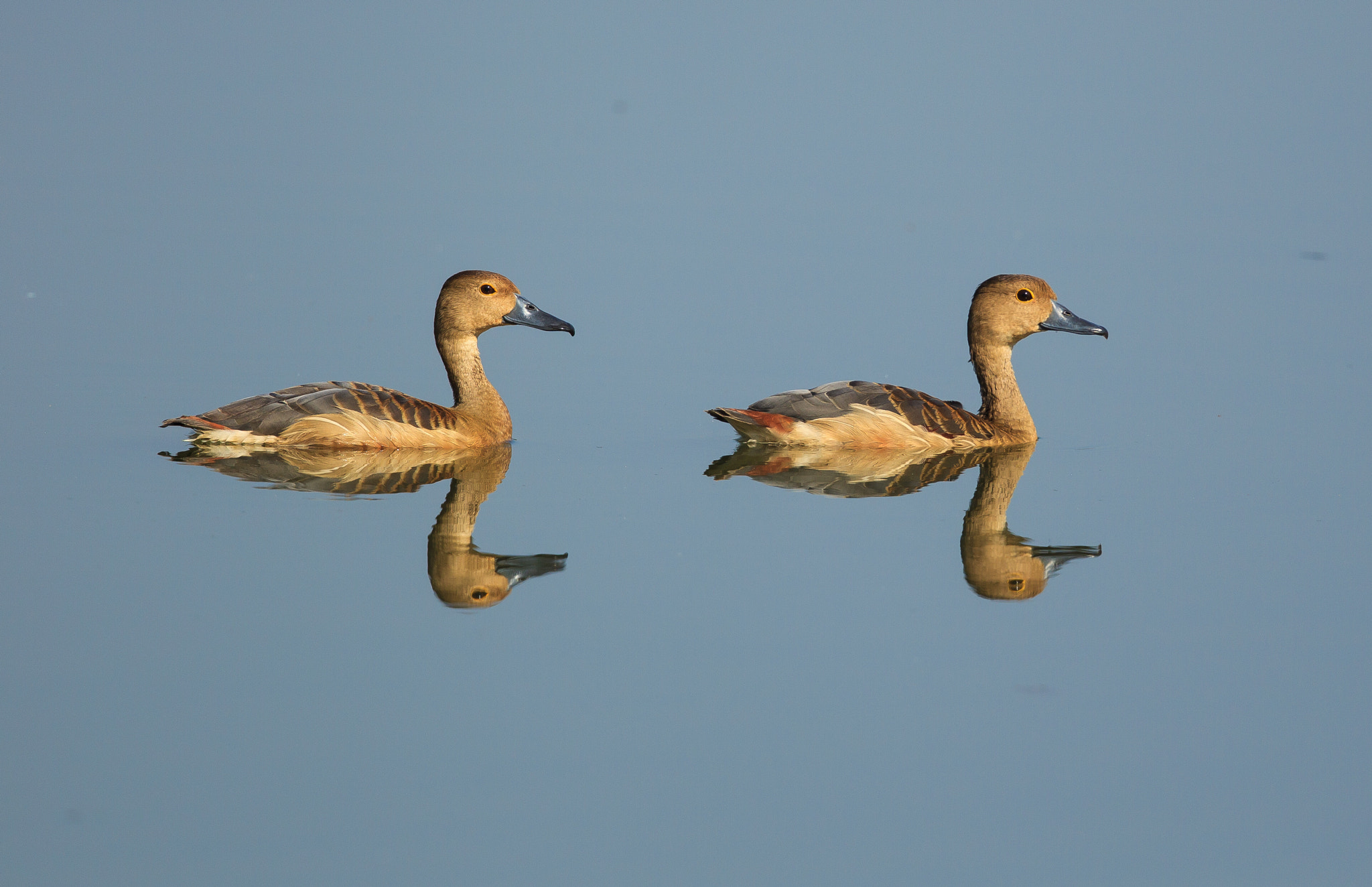 Canon EOS-1D Mark IV + Canon EF 500mm F4L IS II USM sample photo. Mirror image - lesser whistling ducks photography