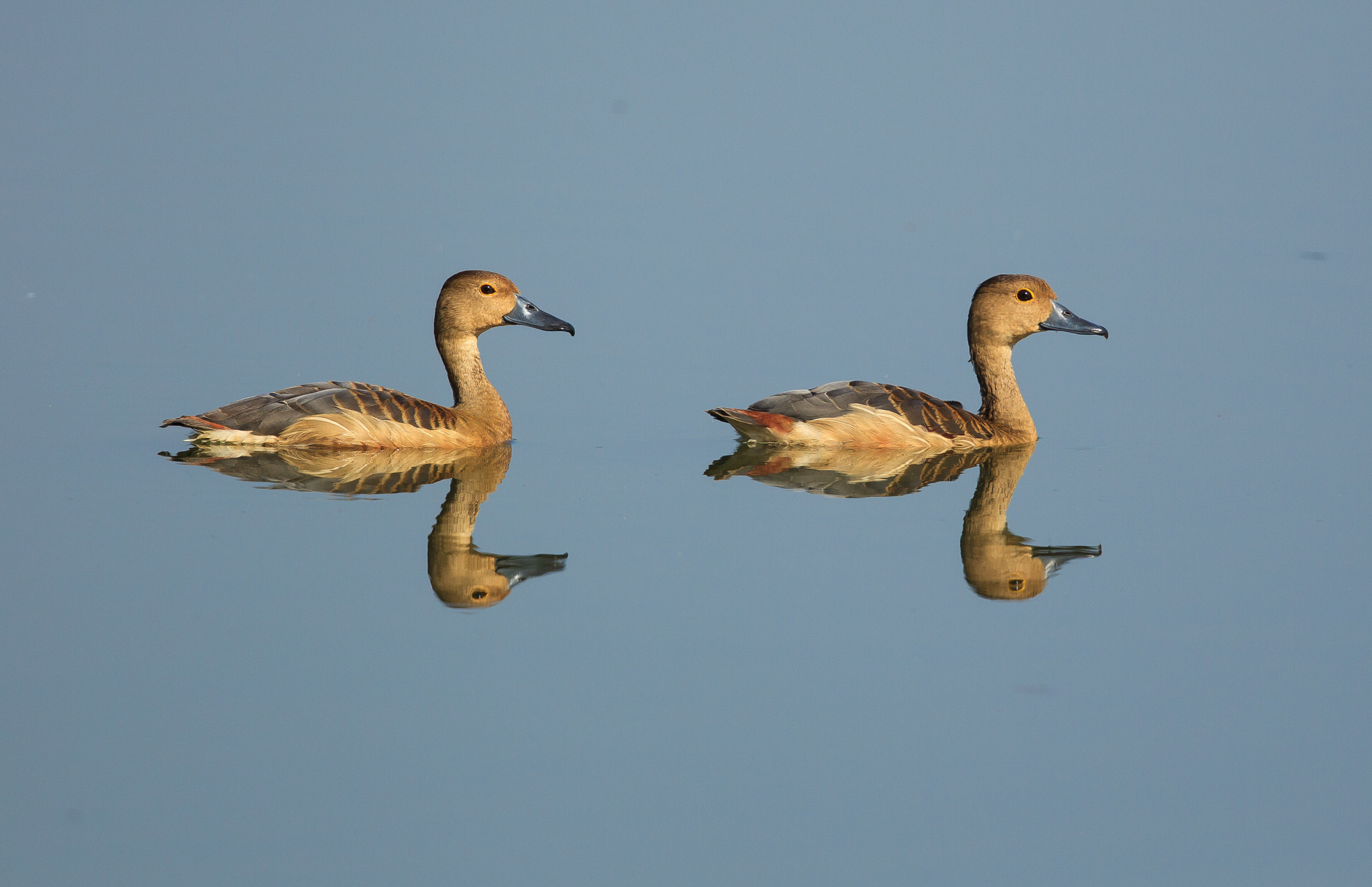 Canon EF 500mm F4L IS II USM sample photo. Mirror image - lesser whistling ducks photography