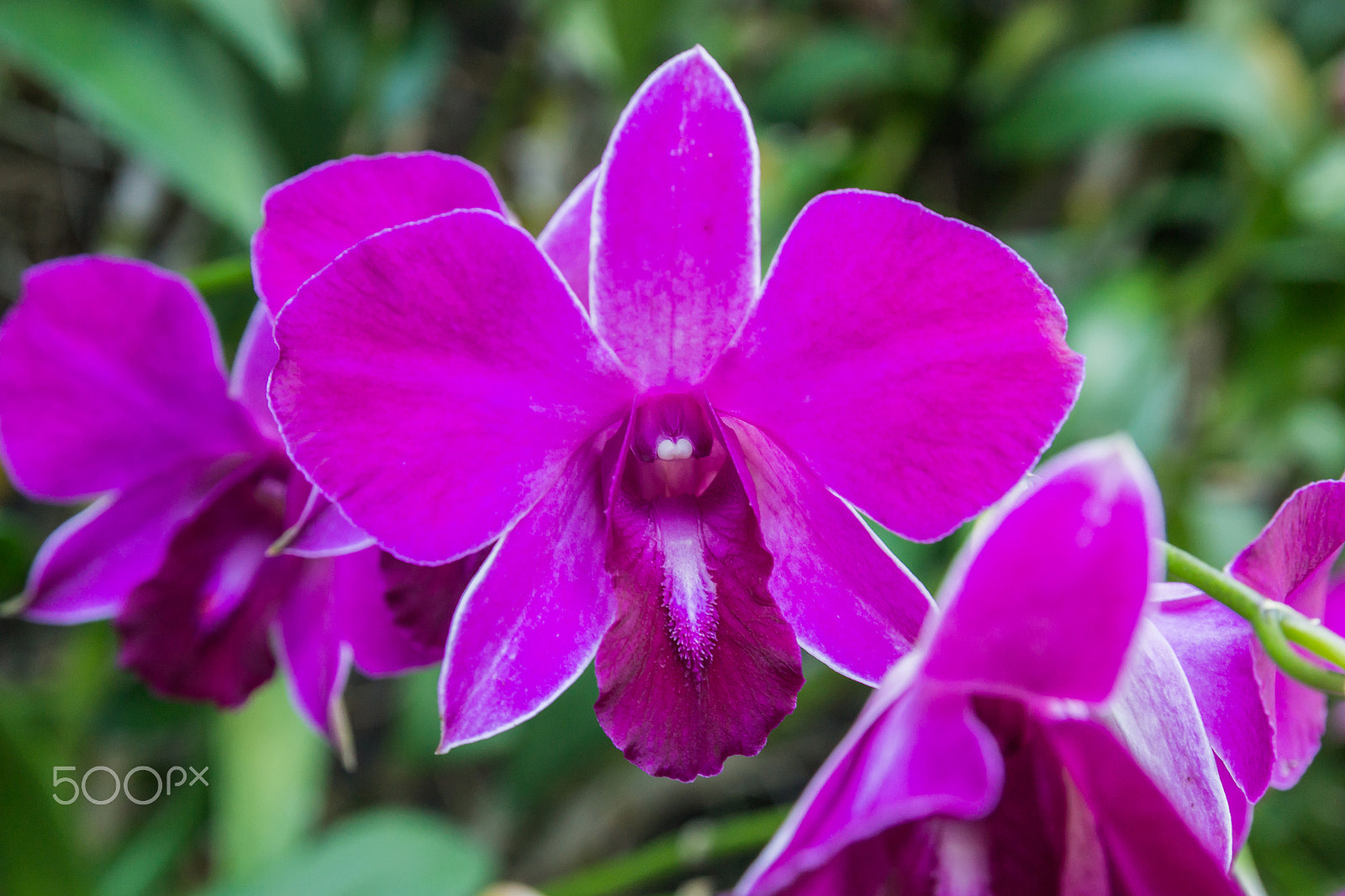 Nikon D3100 sample photo. Orchid photography