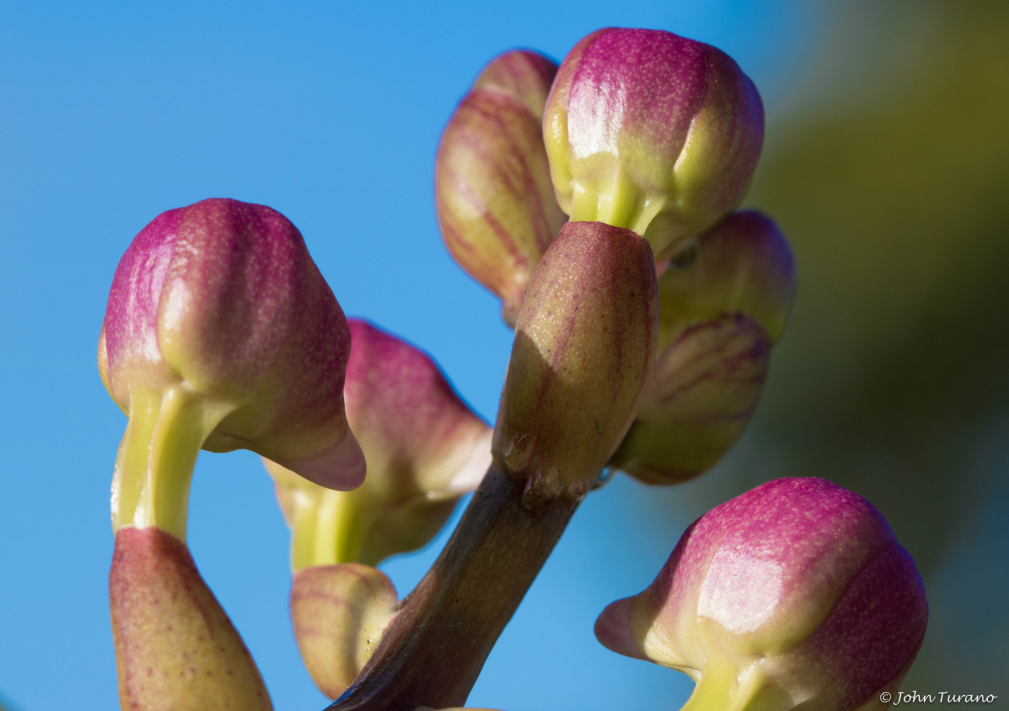 Canon EF 100mm F2.8 Macro USM sample photo. Ready to bloom photography