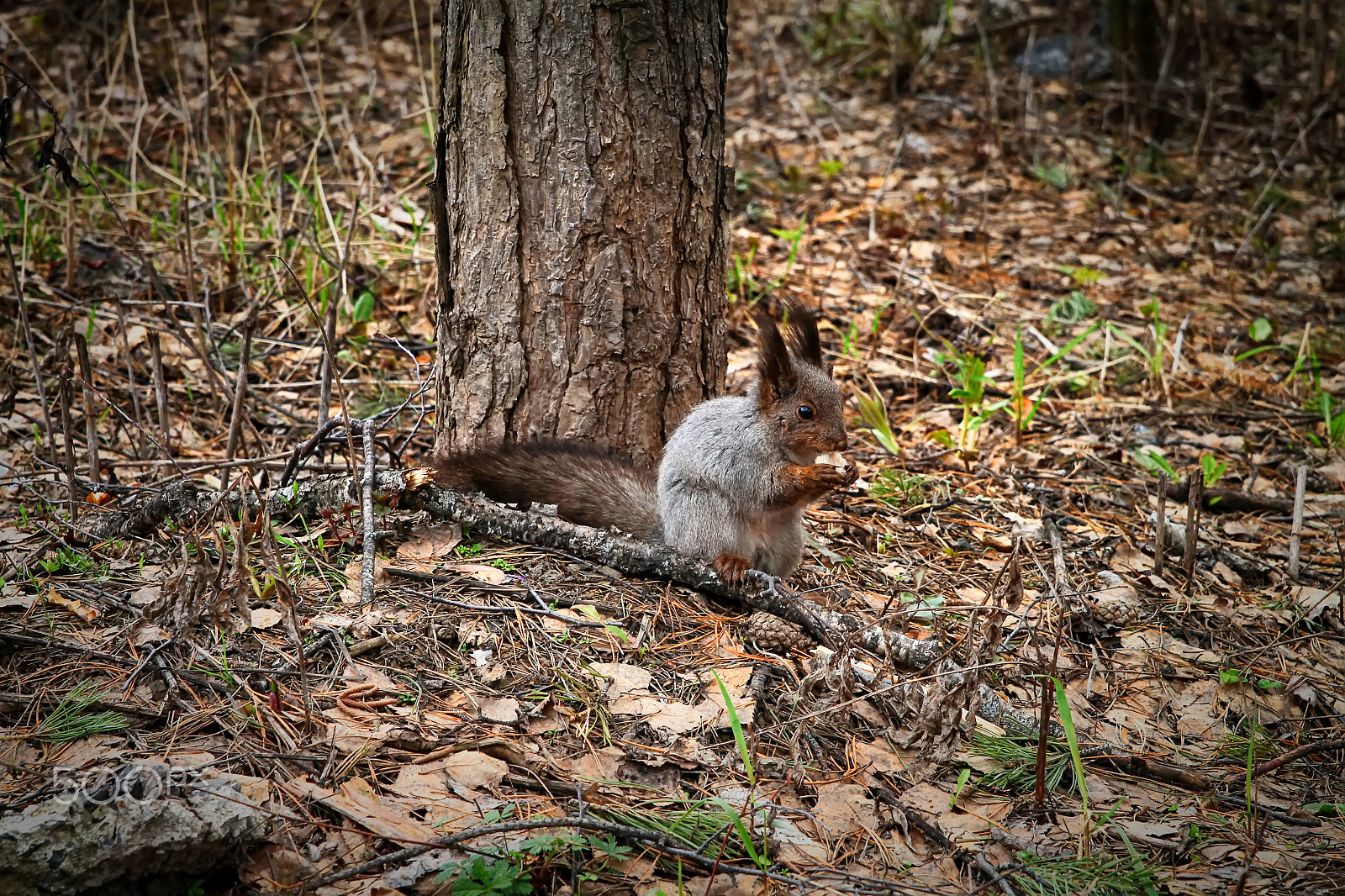 Canon EOS 500D (EOS Rebel T1i / EOS Kiss X3) sample photo. Squirrel eating bread photography