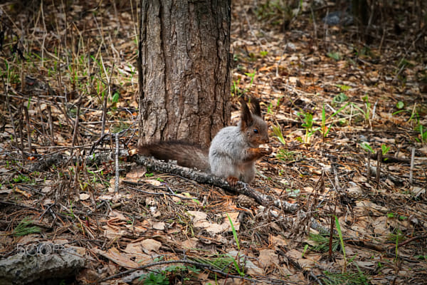 squirrel eating bread by Nick Patrin on 500px.com