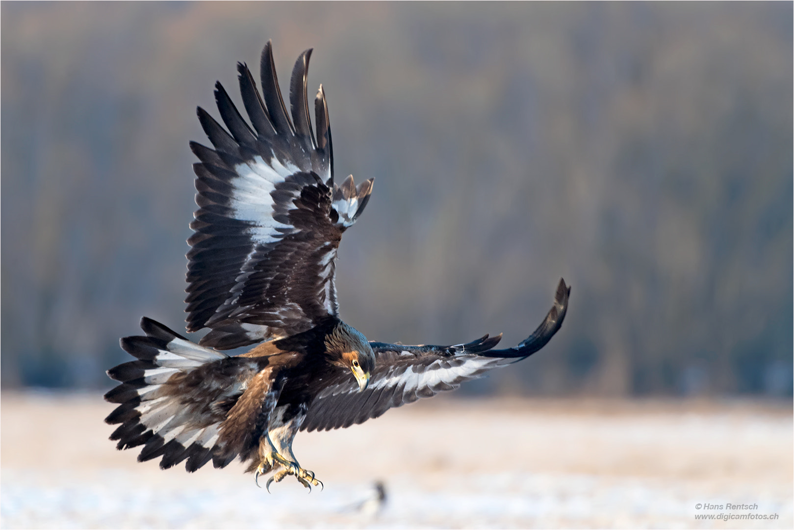 Nikon D5 sample photo. Steinadler photography