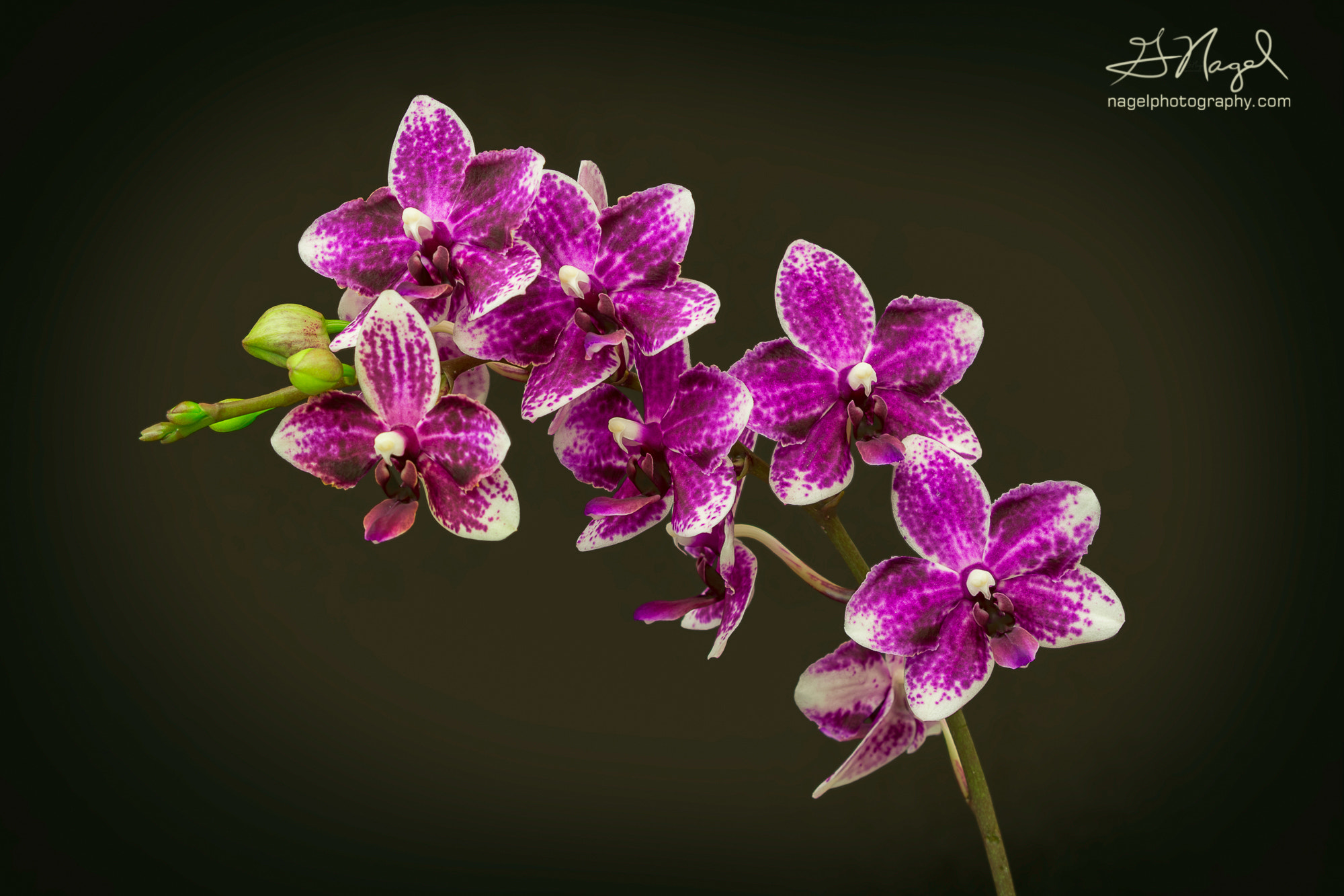 Nikon D800 + Nikon AF Micro-Nikkor 200mm F4D ED-IF sample photo. Purple orchids photography