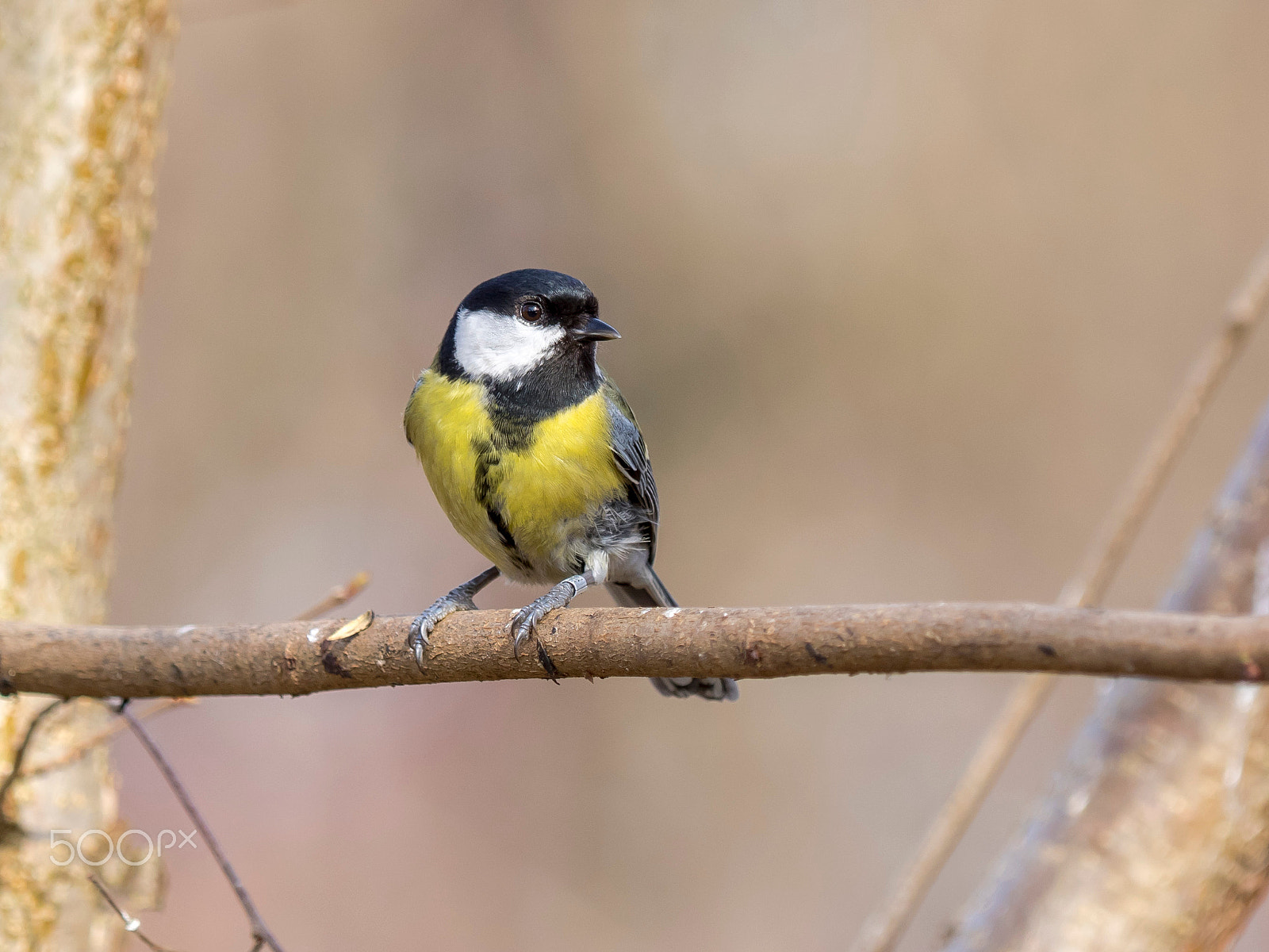 Olympus OM-D E-M1 sample photo. Parus major photography