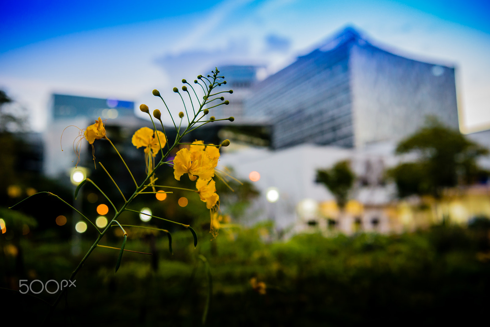 Nikon AF-S Nikkor 24-70mm F2.8E ED VR sample photo. Garden city photography