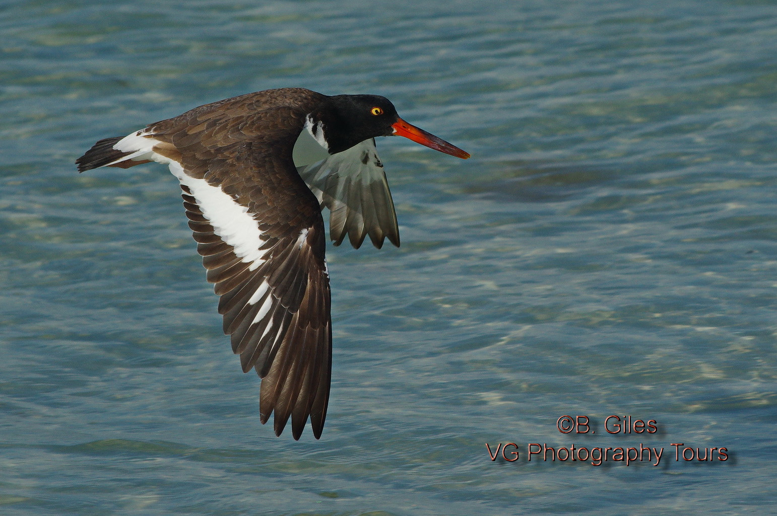 Pentax K-3 + Pentax smc DA* 60-250mm F4.0 ED (IF) SDM sample photo. Just passing by photography