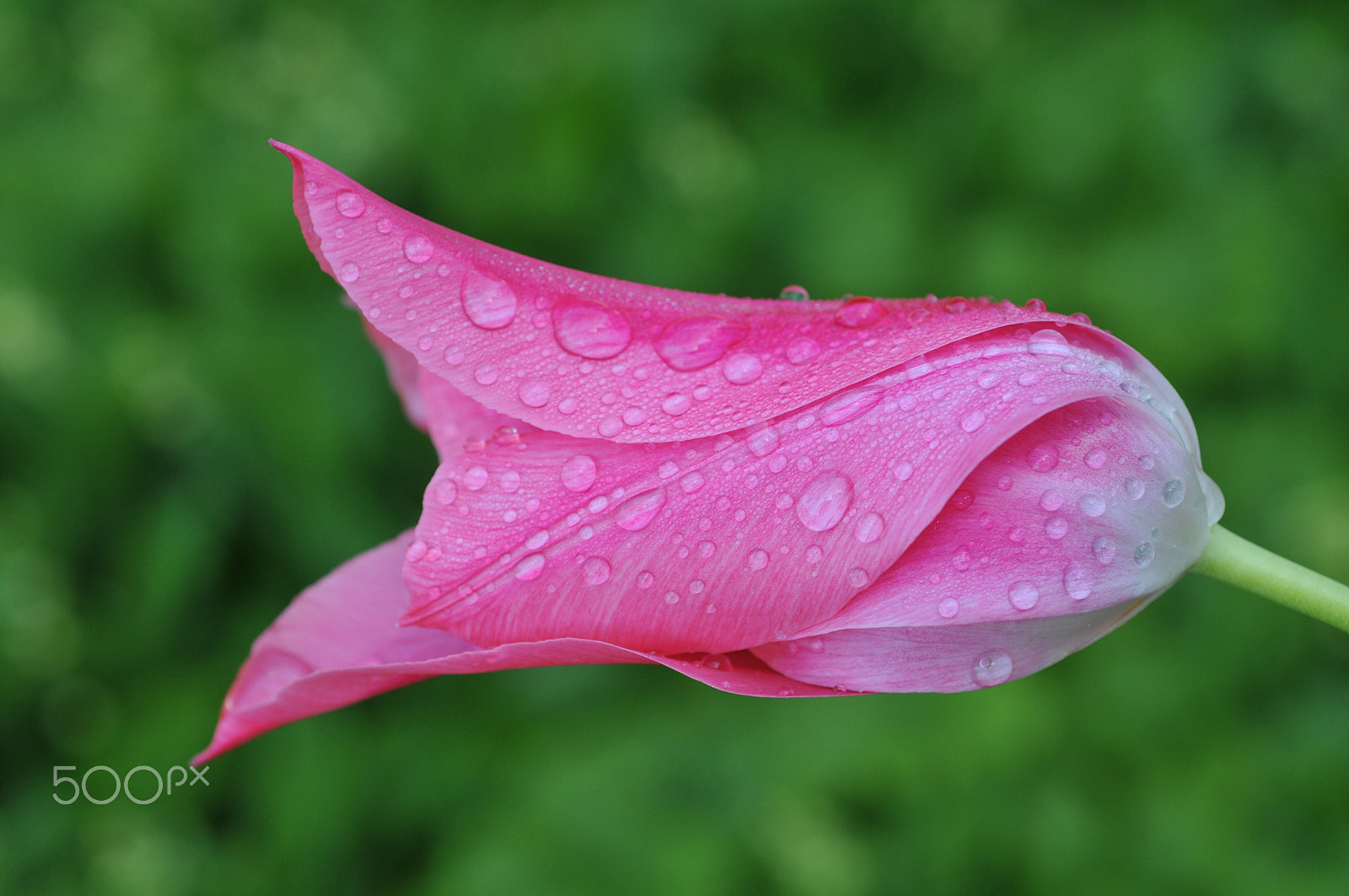 Nikon D300S + Nikon AF Micro-Nikkor 60mm F2.8D sample photo. Pink tulpe mit tautropfen photography