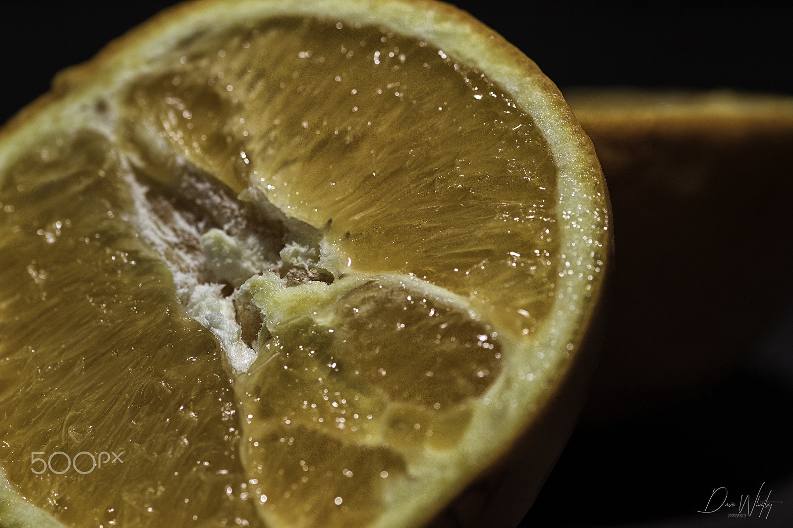 Sigma 105mm F2.8 EX DG OS HSM sample photo. Orange photography