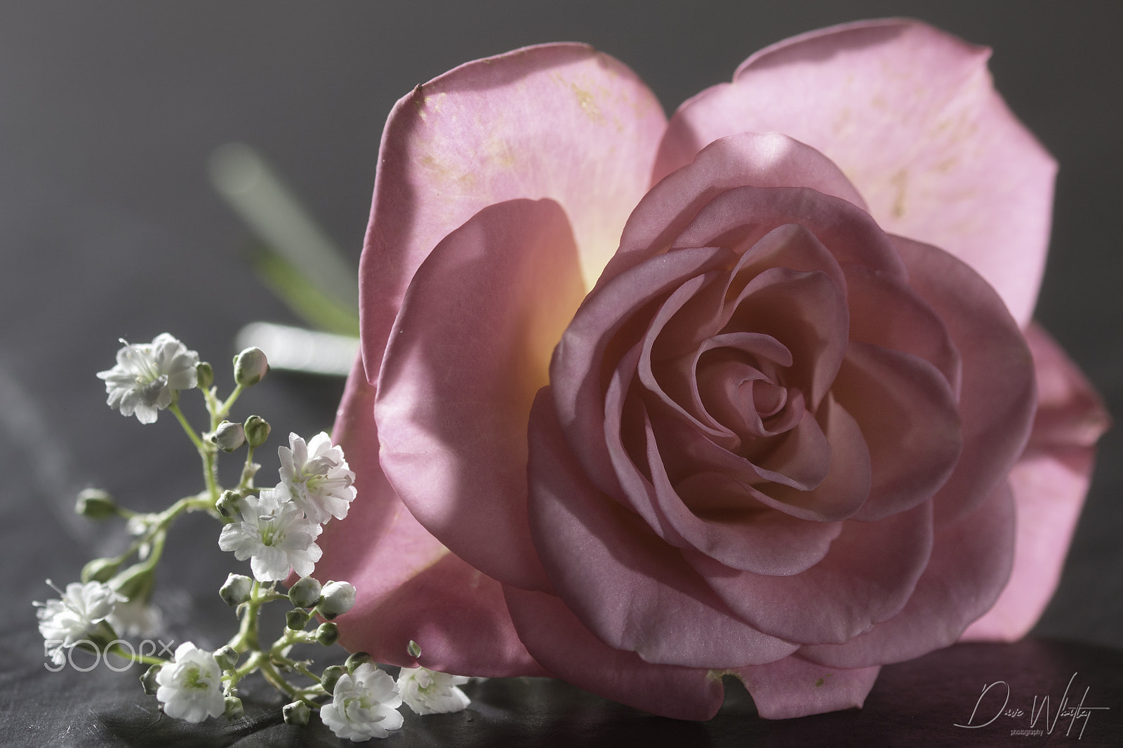 Canon EOS 7D Mark II + Sigma 105mm F2.8 EX DG OS HSM sample photo. Pink rose photography