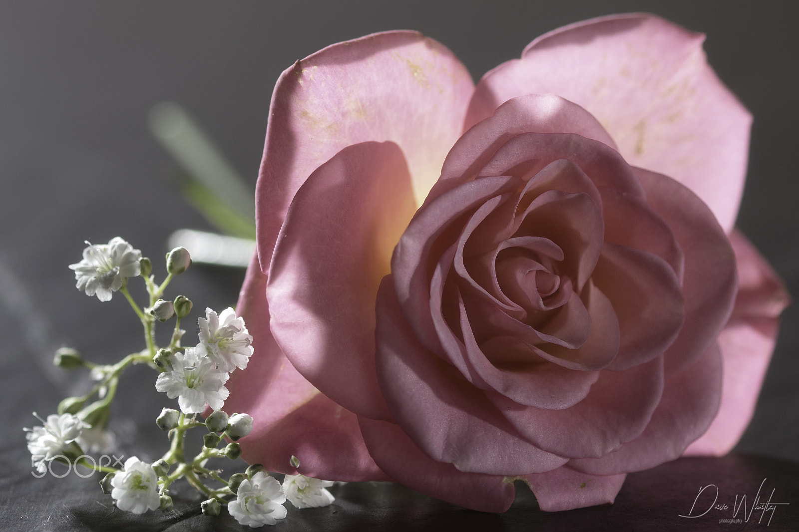 Sigma 105mm F2.8 EX DG OS HSM sample photo. Pink rose photography
