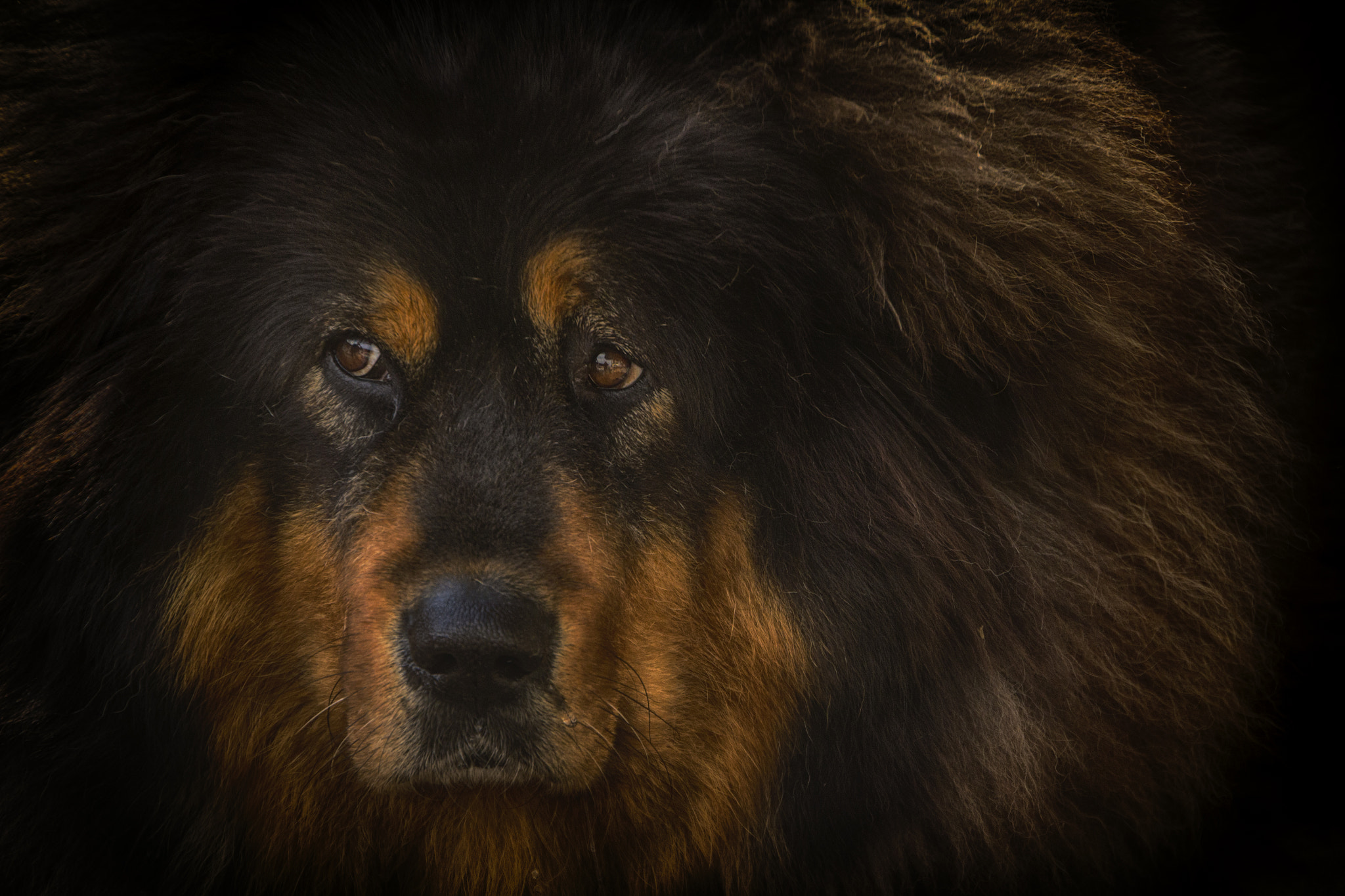 Canon EOS 60D sample photo. Tan tan - mastin del tibet photography