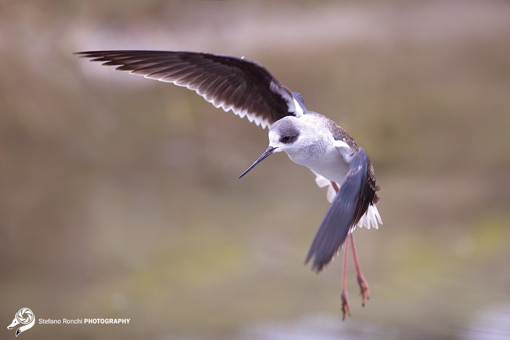 Canon EF 300mm F2.8L IS USM sample photo. Fly photography