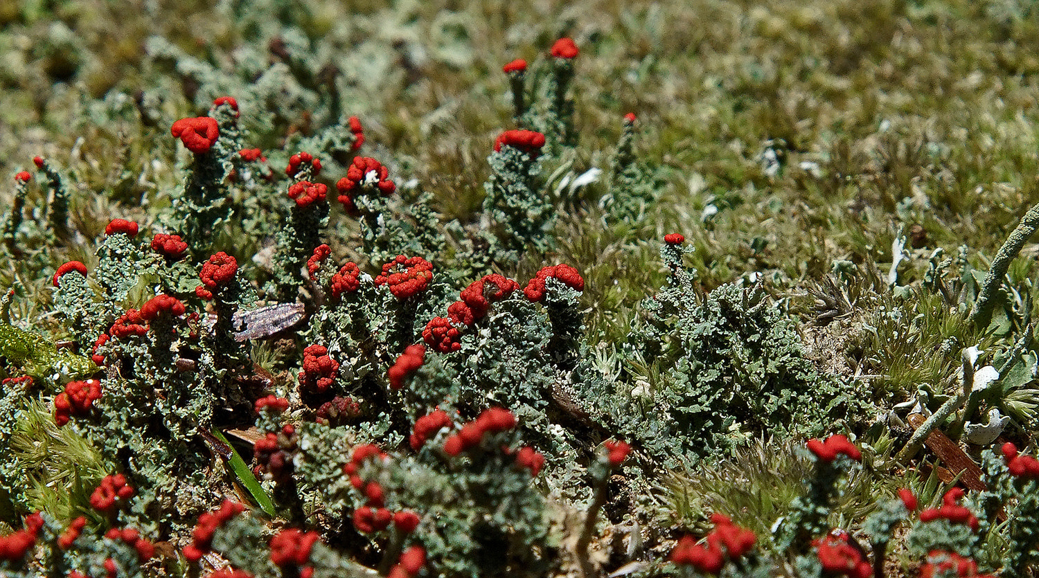 24-105mm F4 G SSM OSS sample photo. Lichen world photography