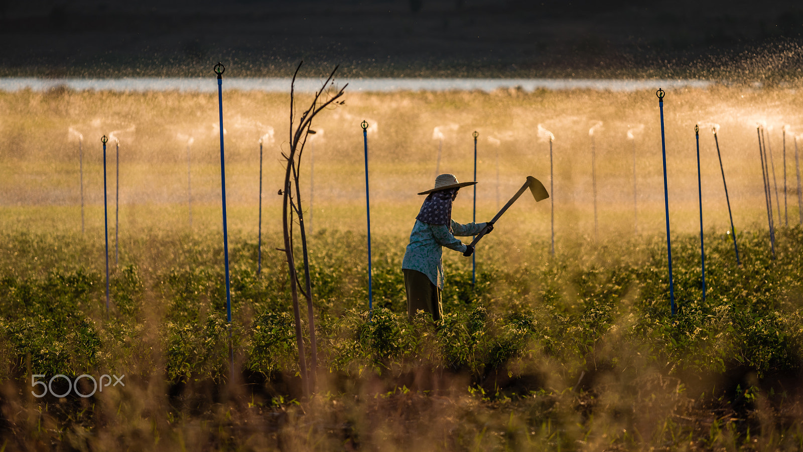 Nikon D810 + Nikon AF-S Nikkor 70-200mm F4G ED VR sample photo. My life in the sunshine photography