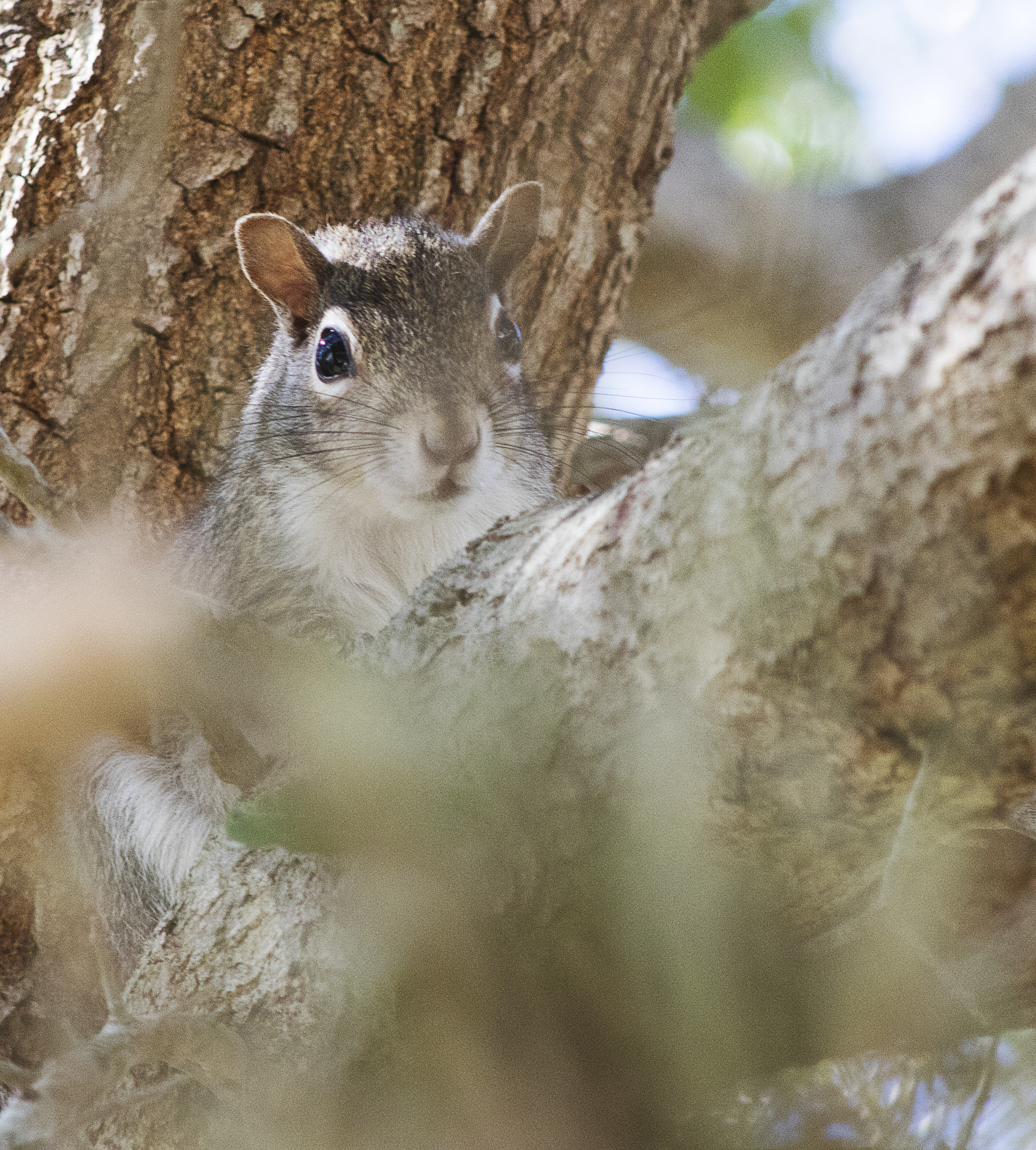 EF75-300mm f/4-5.6 sample photo. Squirrel photography