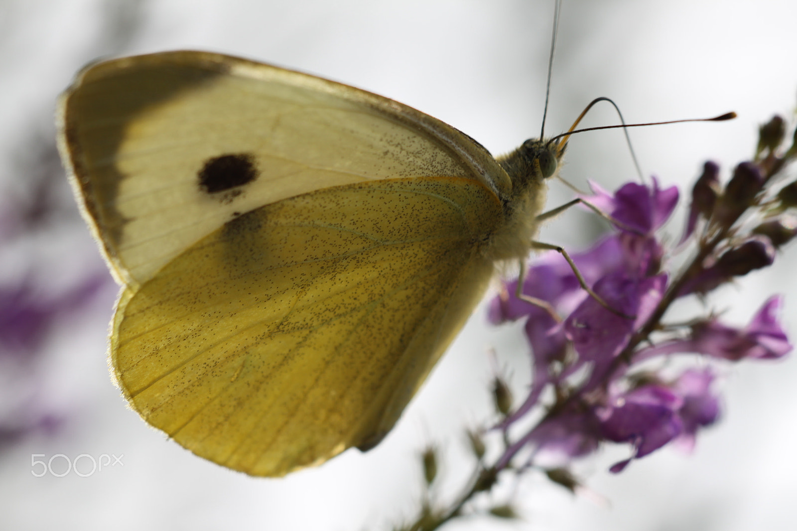 Sigma APO Macro 180mm F2.8 EX DG OS HSM sample photo. Small white butterfly photography