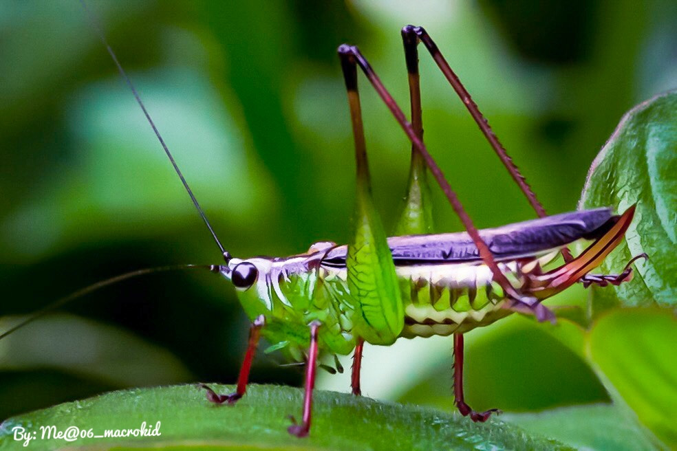 Canon EOS 100D (EOS Rebel SL1 / EOS Kiss X7) + Tamron SP AF 90mm F2.8 Di Macro sample photo. Stunning grasshopper photography