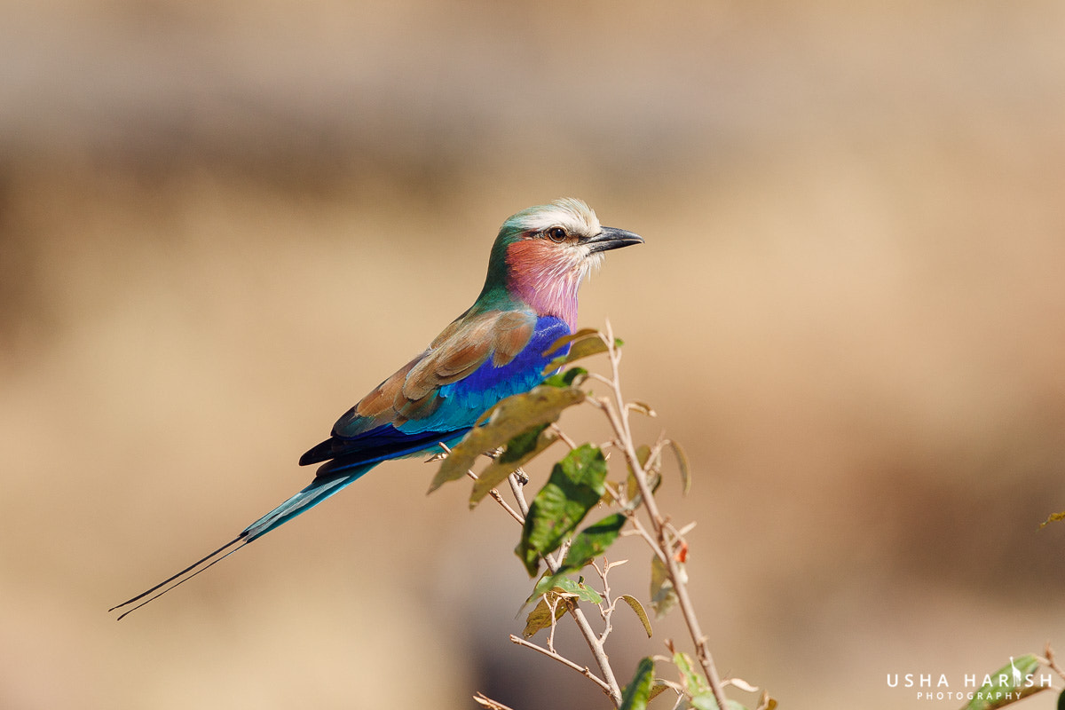 Canon EOS-1D X Mark II + Canon EF 500mm F4L IS II USM sample photo. Lilac breasted roller from kenya photography