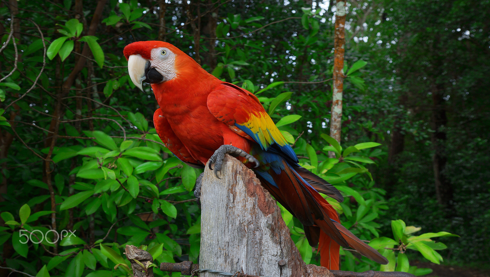 Sony SLT-A77 sample photo. Macaw t photography