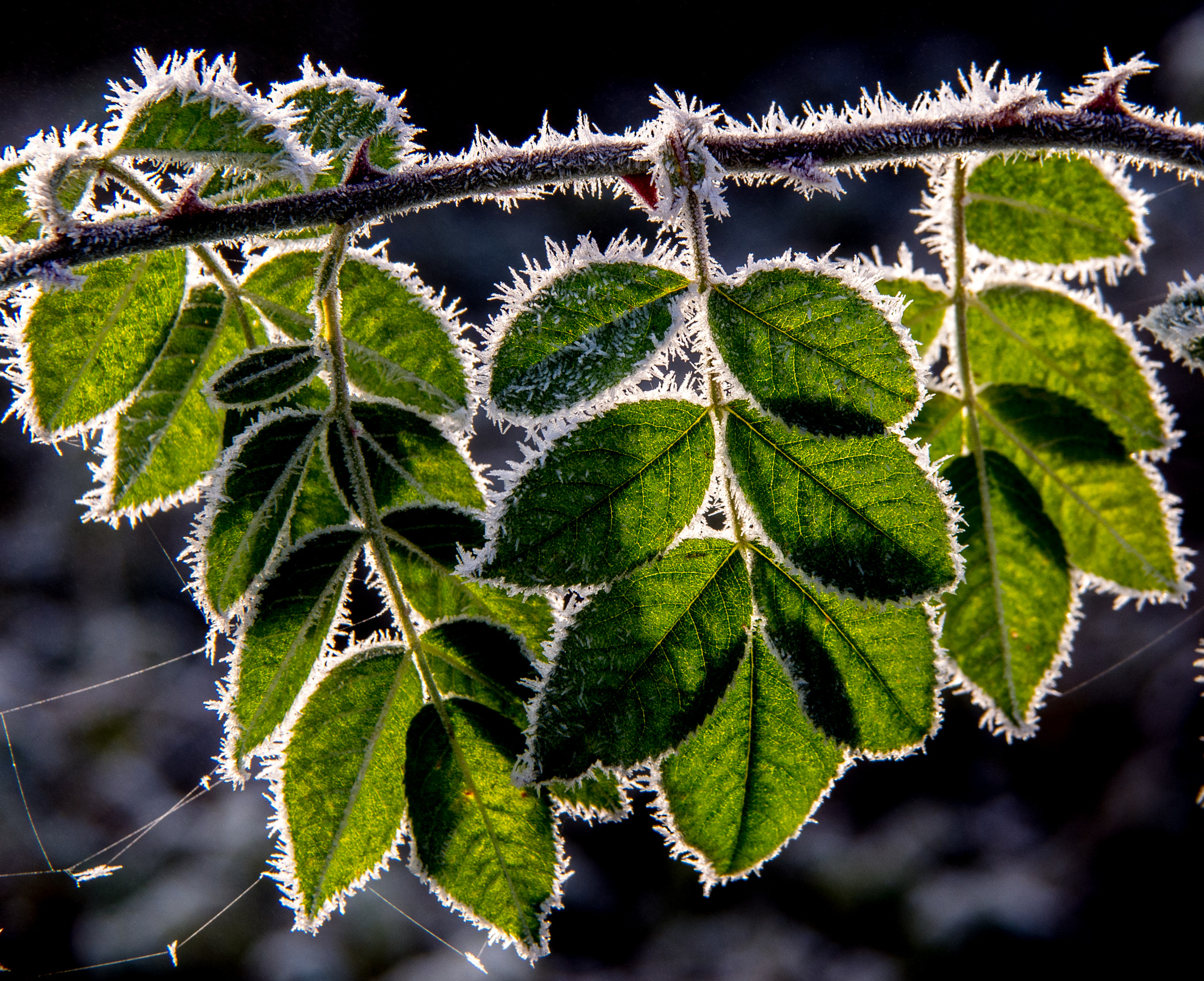 Olympus OM-D E-M5 sample photo. Frost on leaves photography