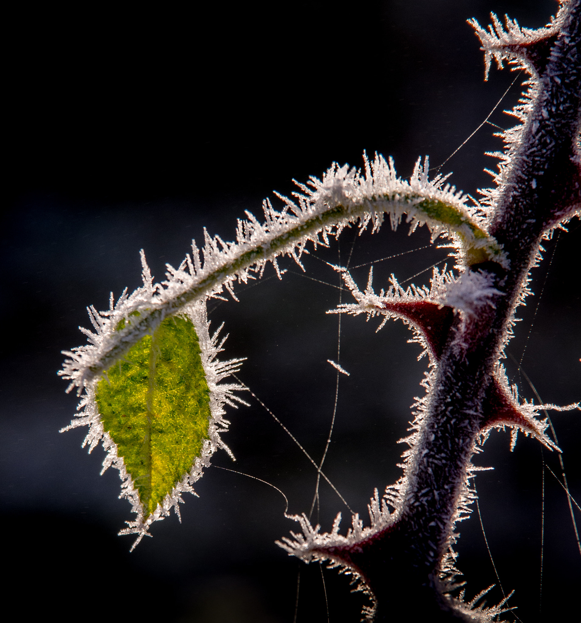 Olympus OM-D E-M5 sample photo. Frost on leaf and thorn photography