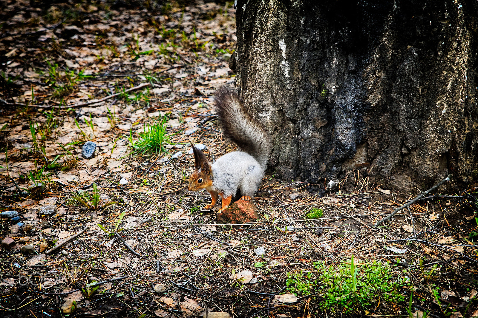 Canon EOS 500D (EOS Rebel T1i / EOS Kiss X3) + Sigma 24-70mm F2.8 EX DG Macro sample photo. Squirrel and a piece of brick photography