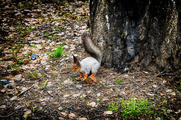 squirrel and a piece of brick by Nick Patrin on 500px.com