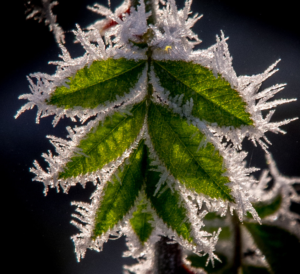 Olympus OM-D E-M5 sample photo. Frost on leaves photography