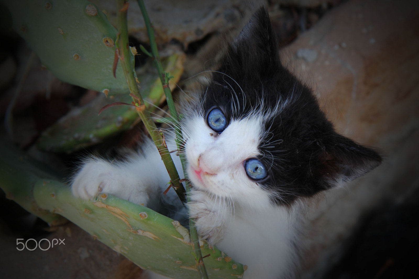 Canon EOS 60D sample photo. Big blue eyes photography