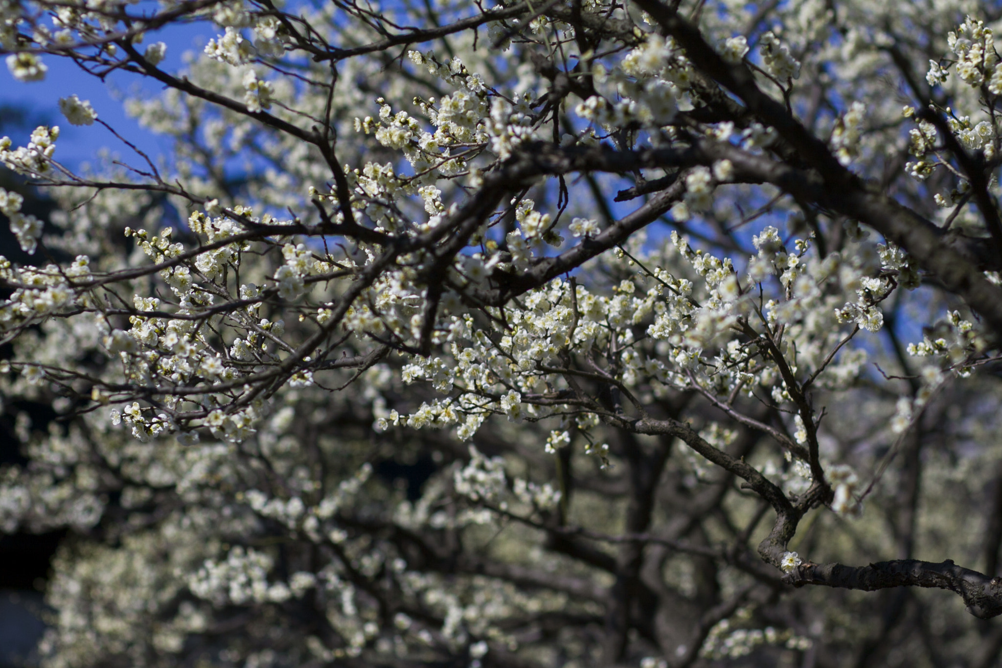 Canon EOS 50D sample photo. Blossom of snow photography