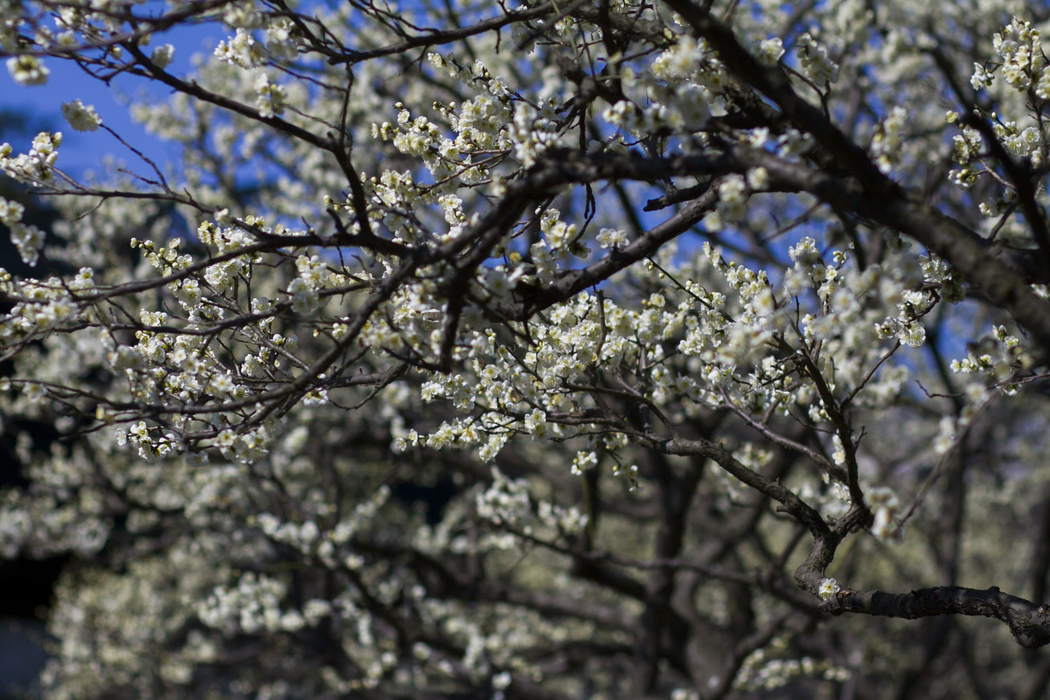 Canon EOS 50D + Canon EF 85mm F1.8 USM sample photo. Blossom of snow photography