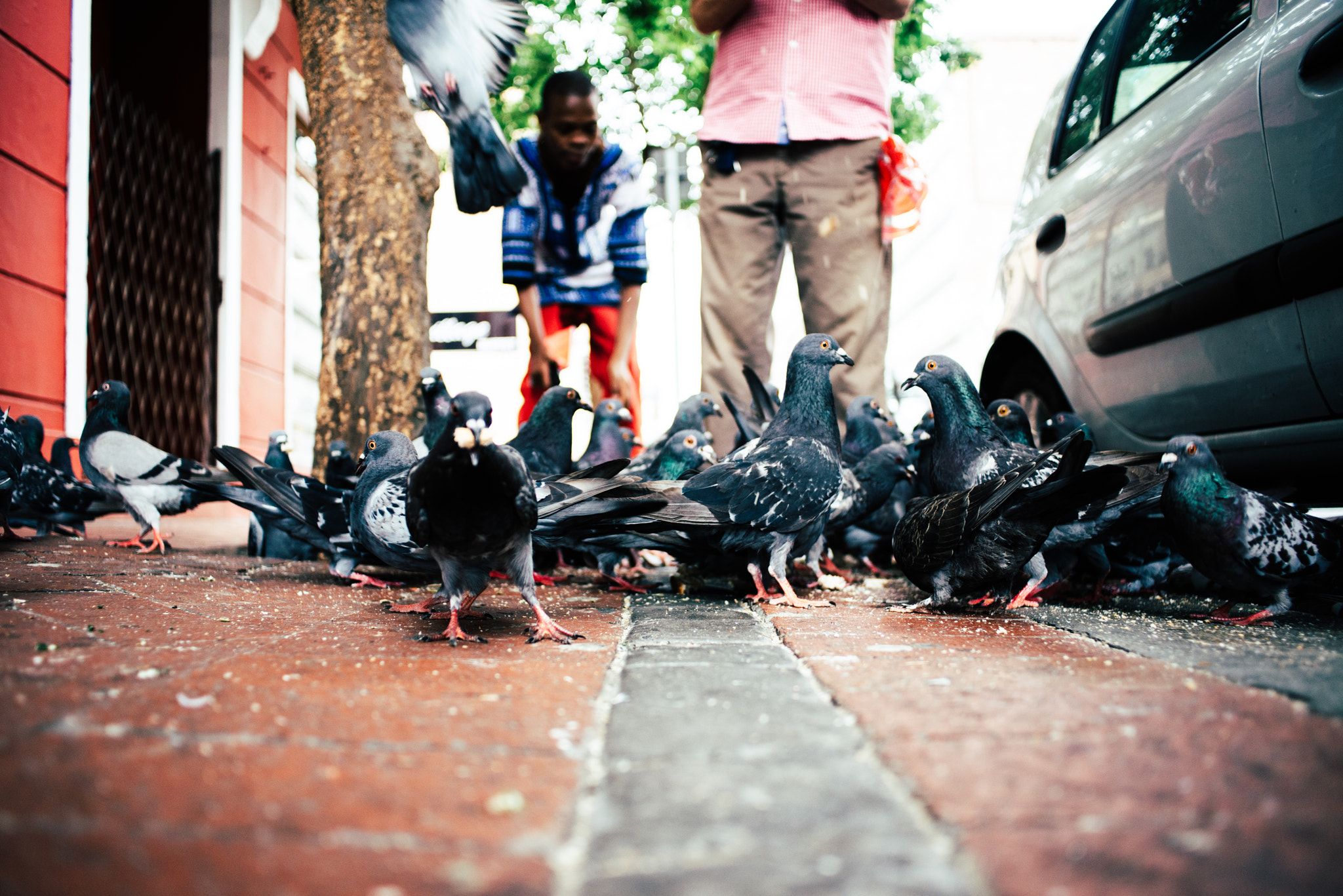 Nikon D800 + Nikon AF Nikkor 28mm F2.8D sample photo. Birds of the same feather photography