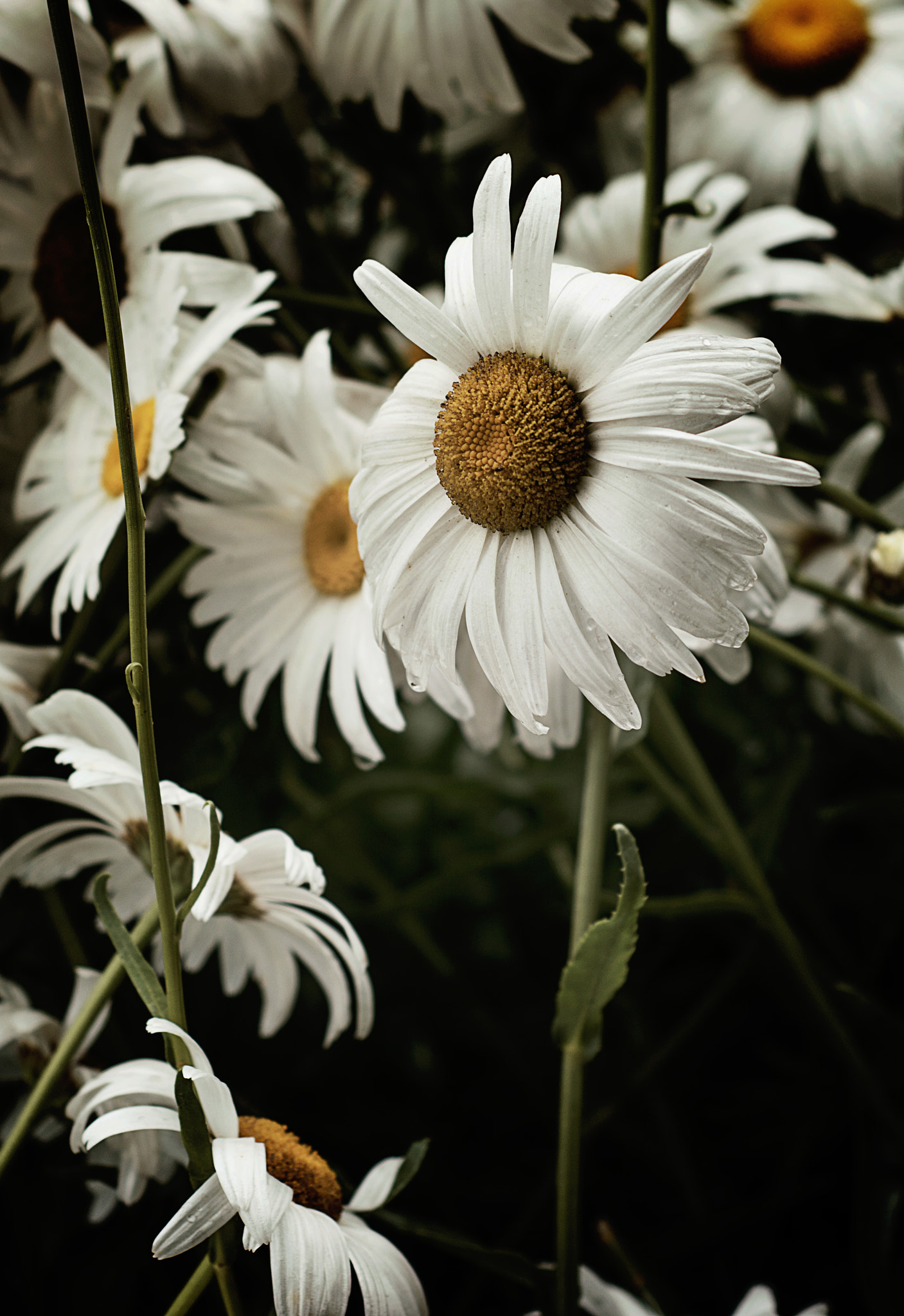 Nikon D5200 + Nikon AF Nikkor 50mm F1.8D sample photo. Bellis perennis[margarita]. photography