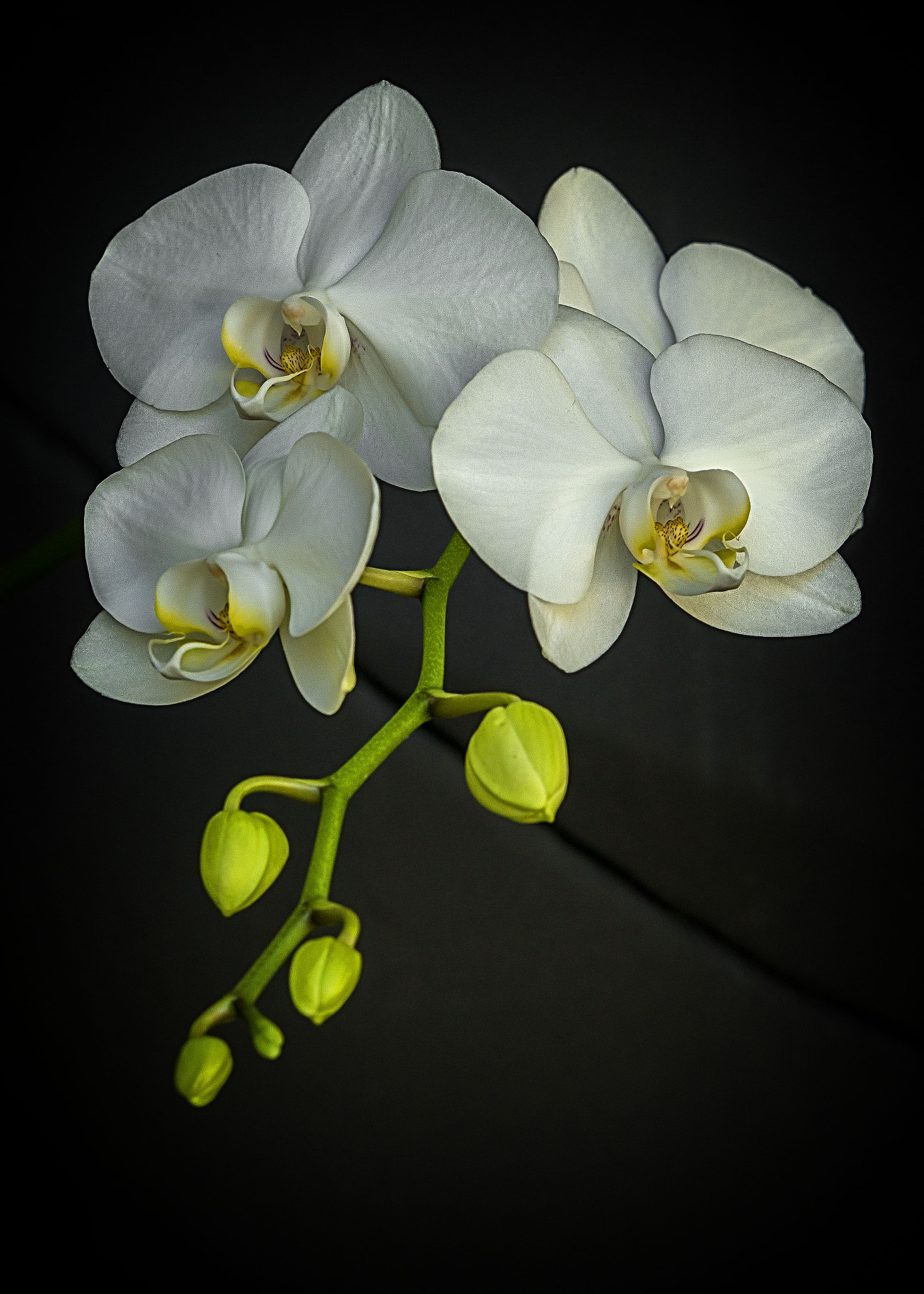 AF DC-Nikkor 135mm f/2D sample photo. 22017 photography