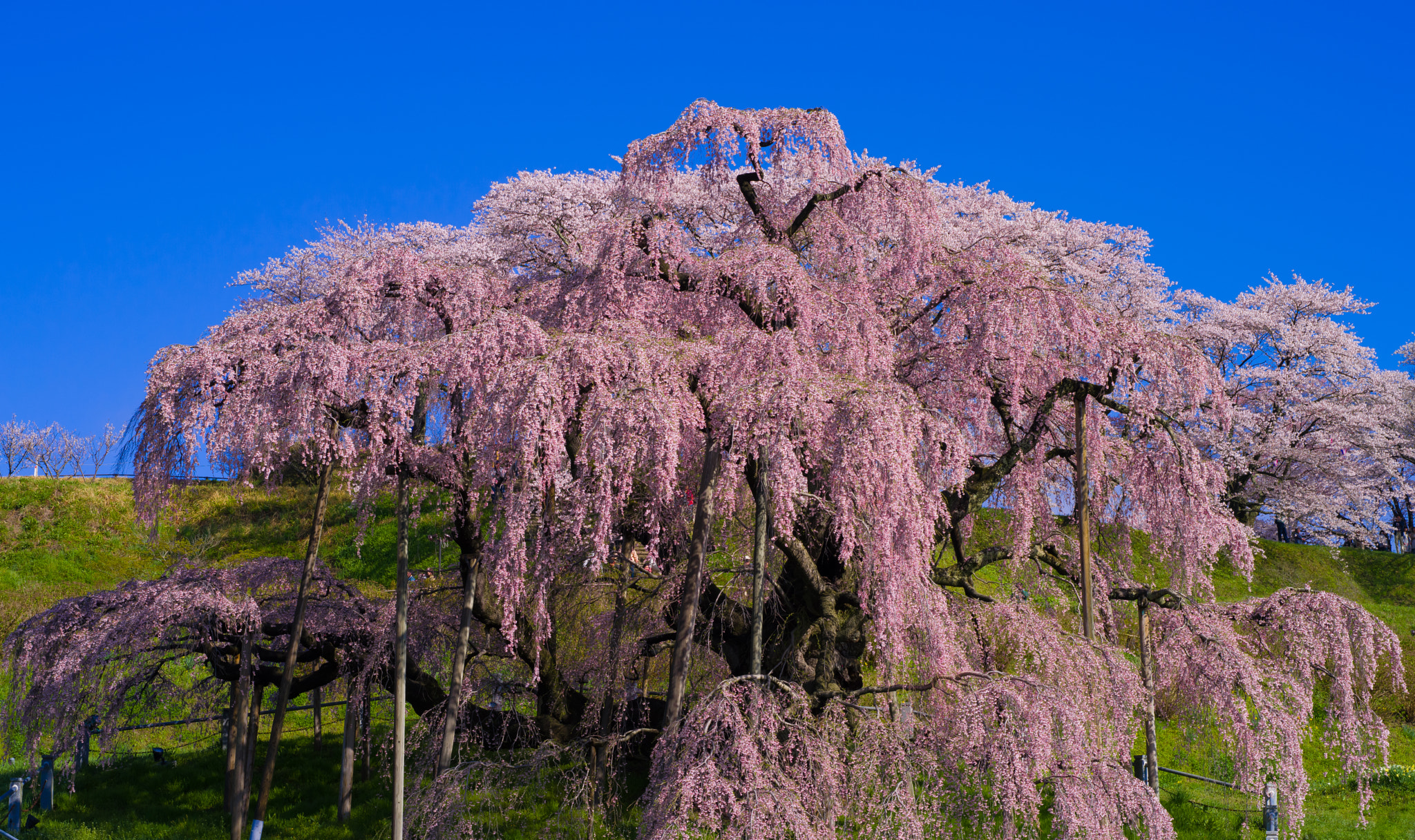 Pentax 645D sample photo. Cherry blossoms photography