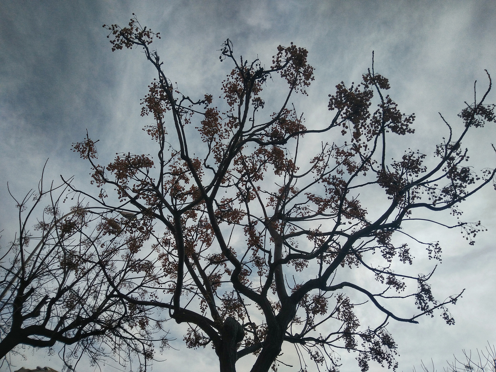 OnePlus ONE E1001 sample photo. Arbol photography