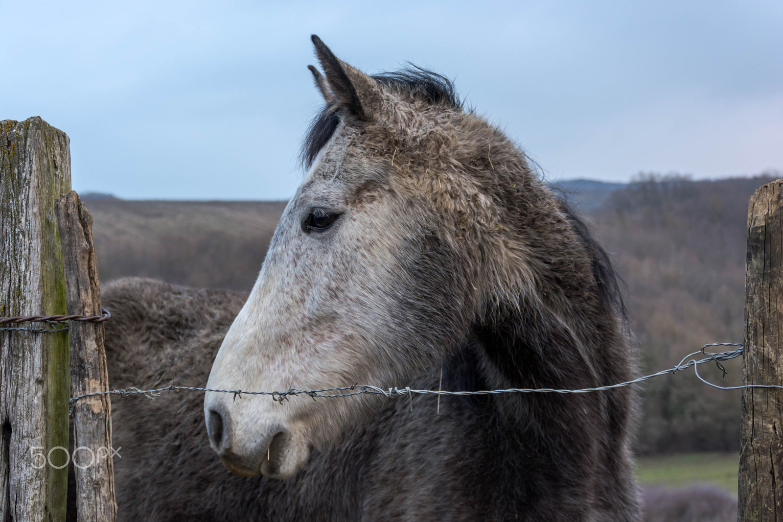 Nikon D5200 sample photo. Gray horse ,what where the photography ? photography