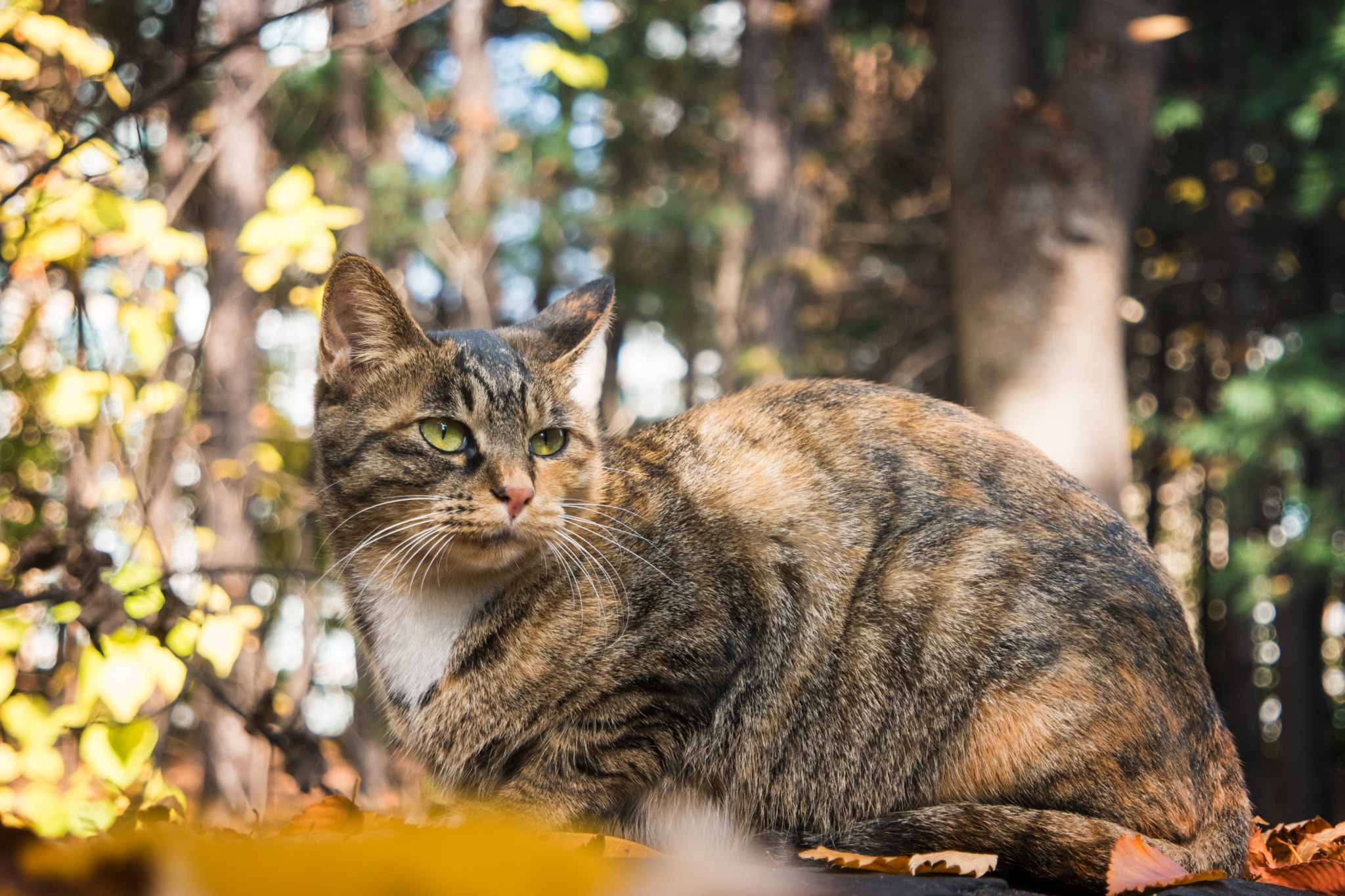Samsung NX500 sample photo. Hello photography