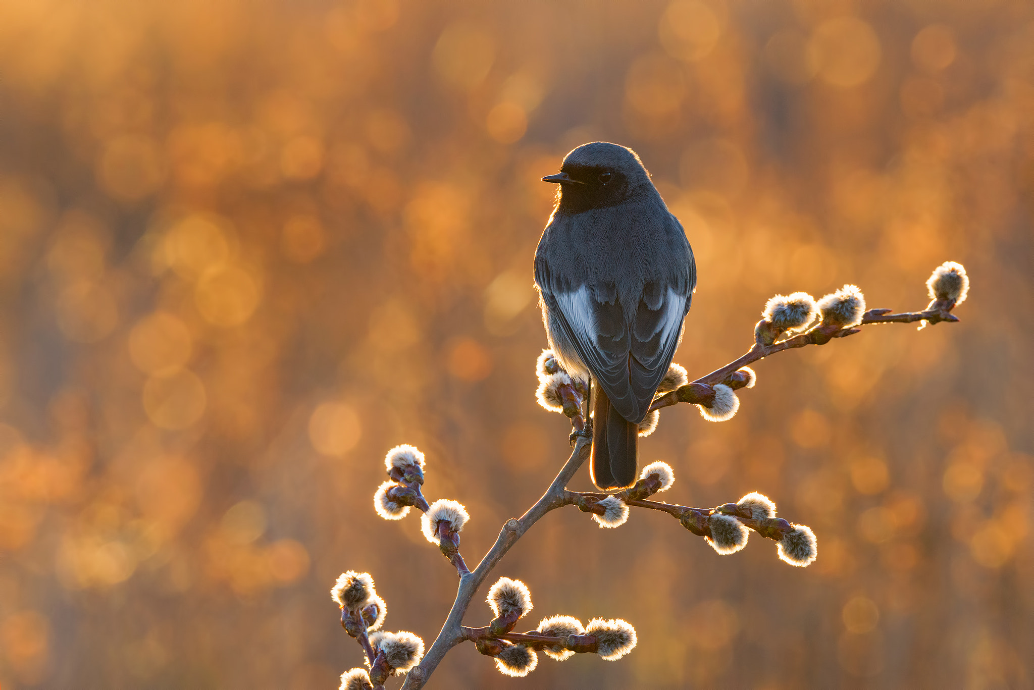 Sigma 150-600mm F5-6.3 DG OS HSM | S sample photo. Black redstart backlight sunset photography