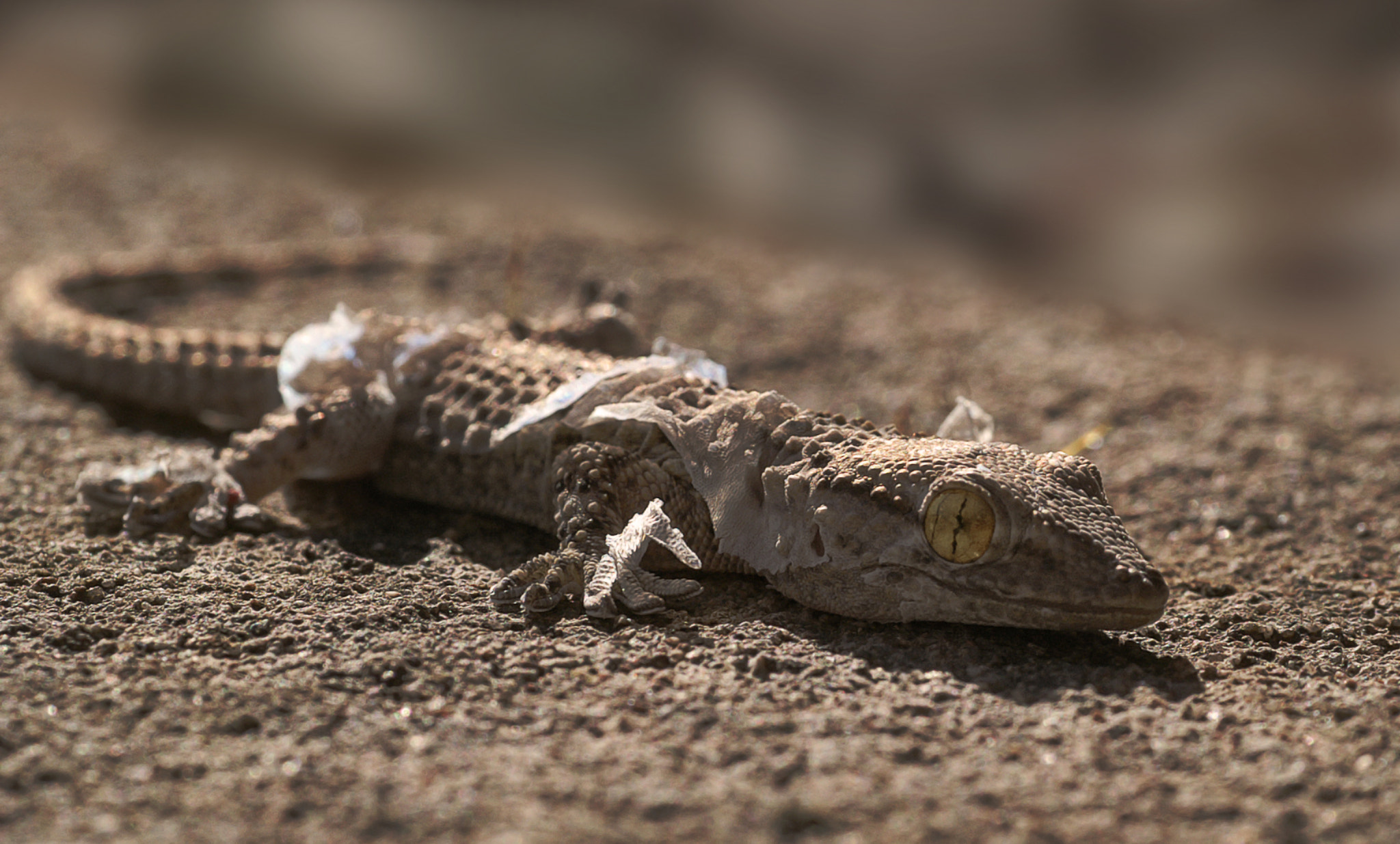 KONICA MINOLTA DYNAX 7D sample photo. The gecko, camouflaged skin changes... photography