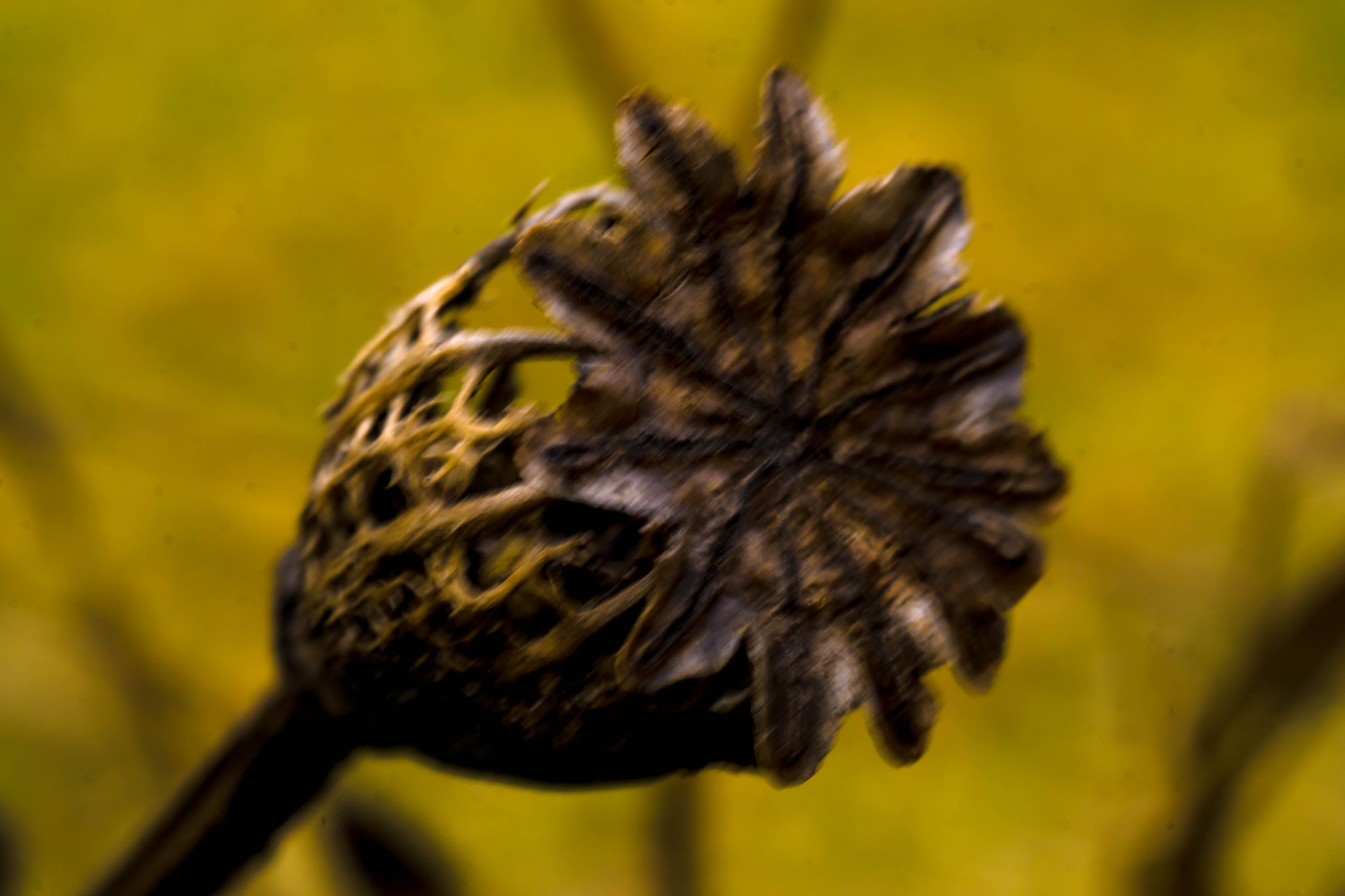 MACRO 50mm F2.8 sample photo. Sowas knipst man nur vorm frühling photography