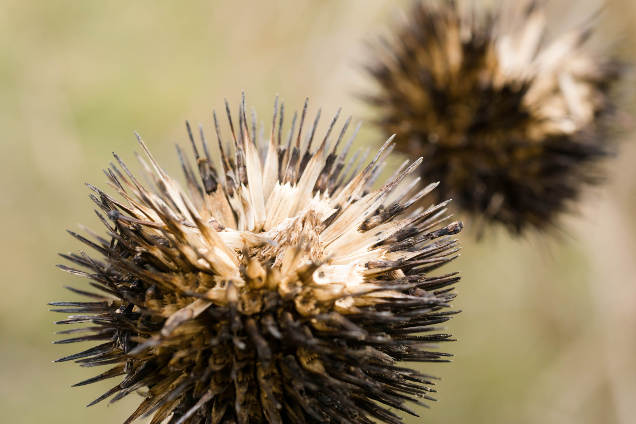 Sony a6000 + MACRO 50mm F2.8 sample photo. Sowas knipst man nur vorm frühling photography