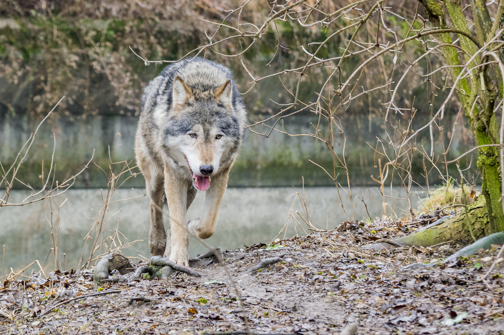Nikon D3300 sample photo. European wolf photography