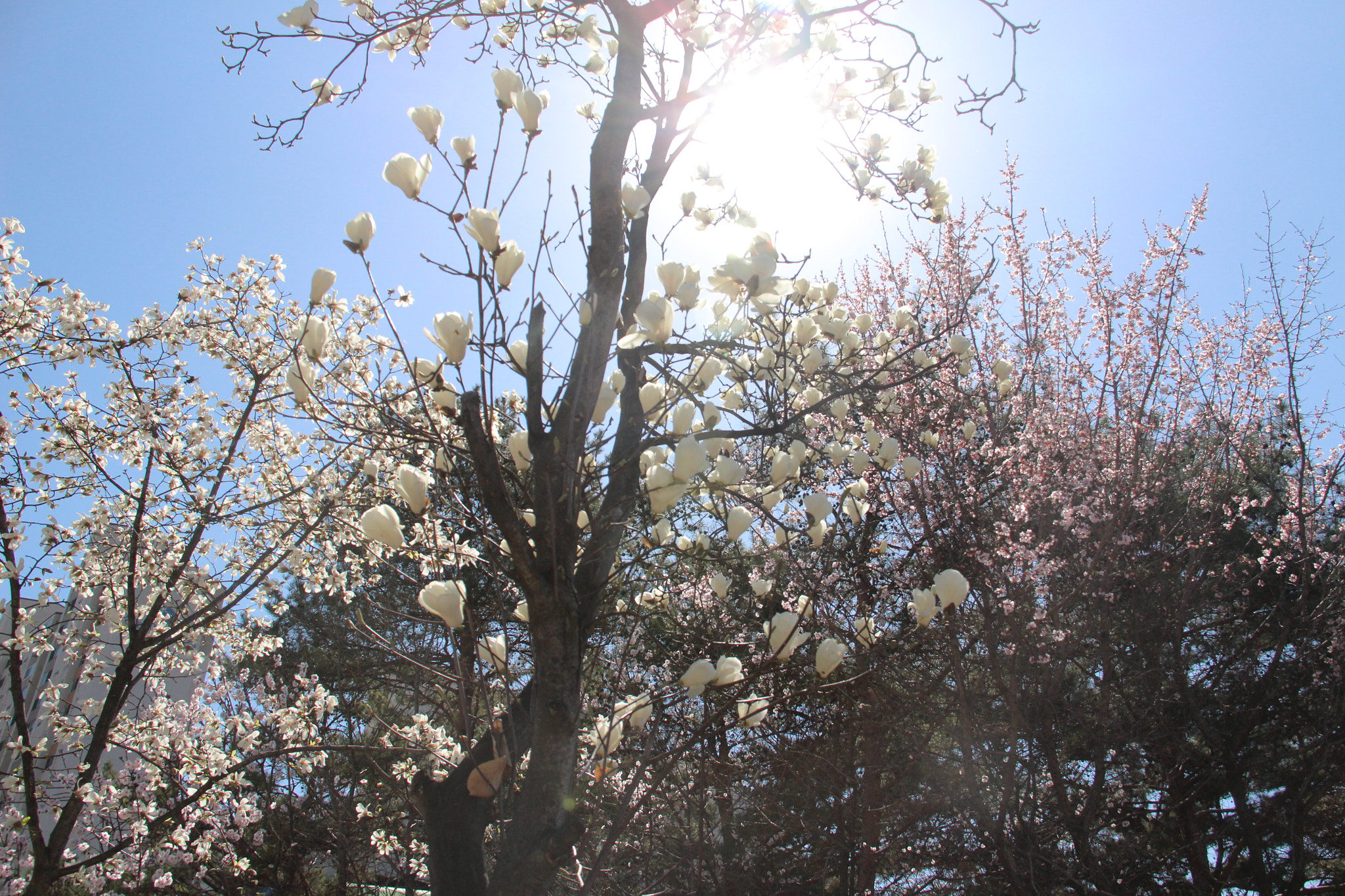 Canon EF-S 18-200mm F3.5-5.6 IS sample photo. 무질서```````그레도 아름답다^^ photography