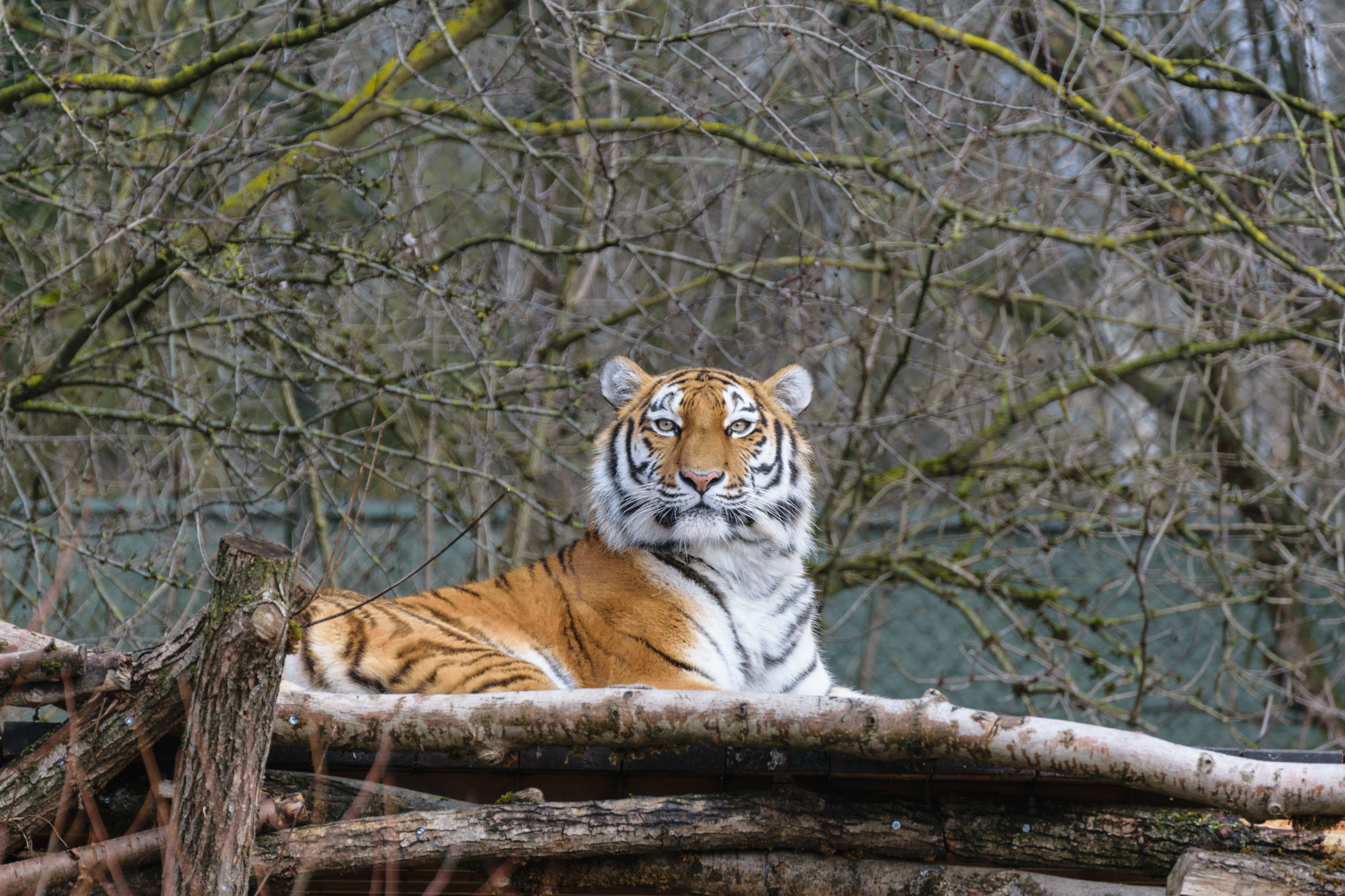 Nikon D3300 sample photo. Female sibirian tiger photography